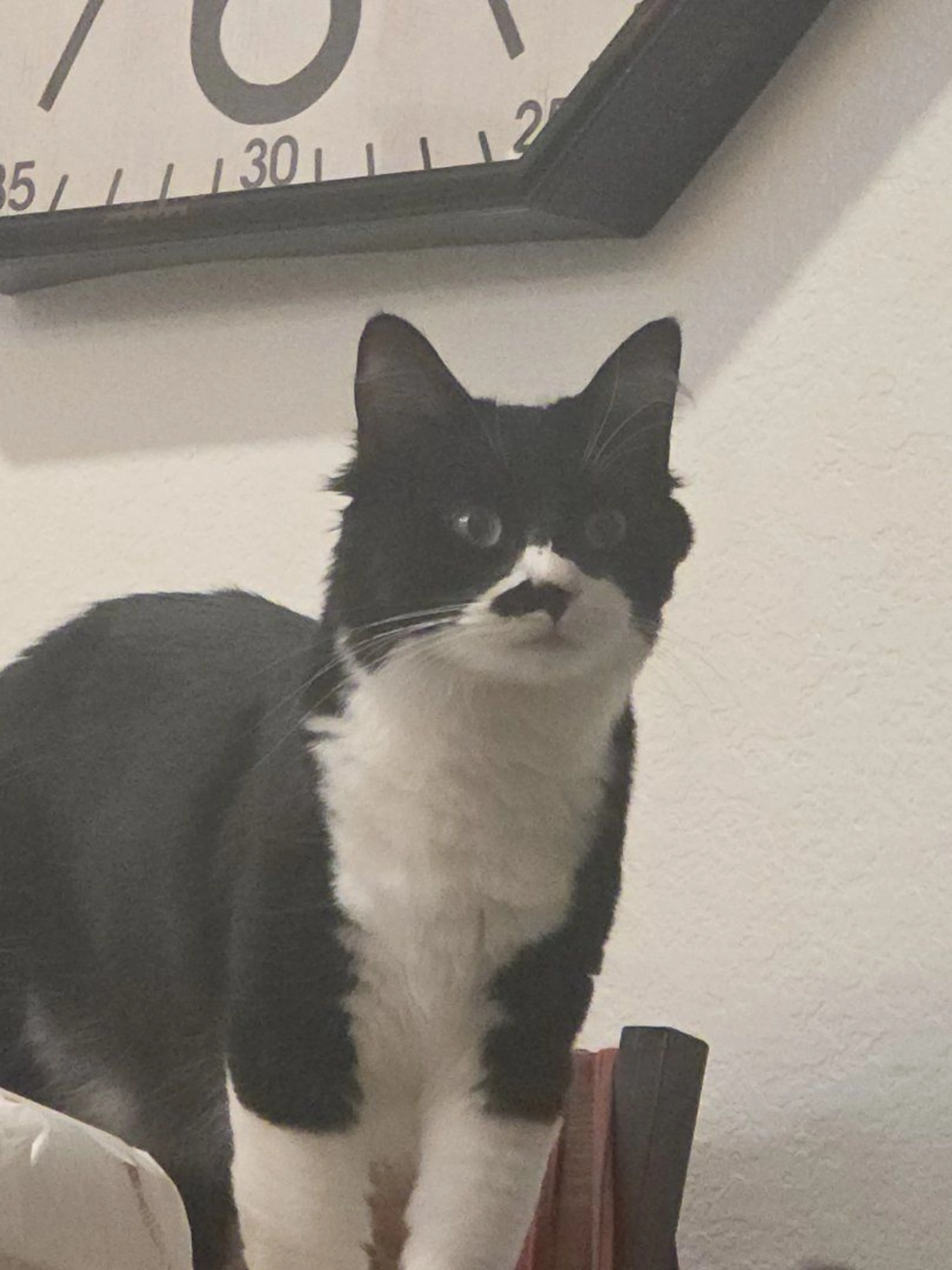 Lost pet-1