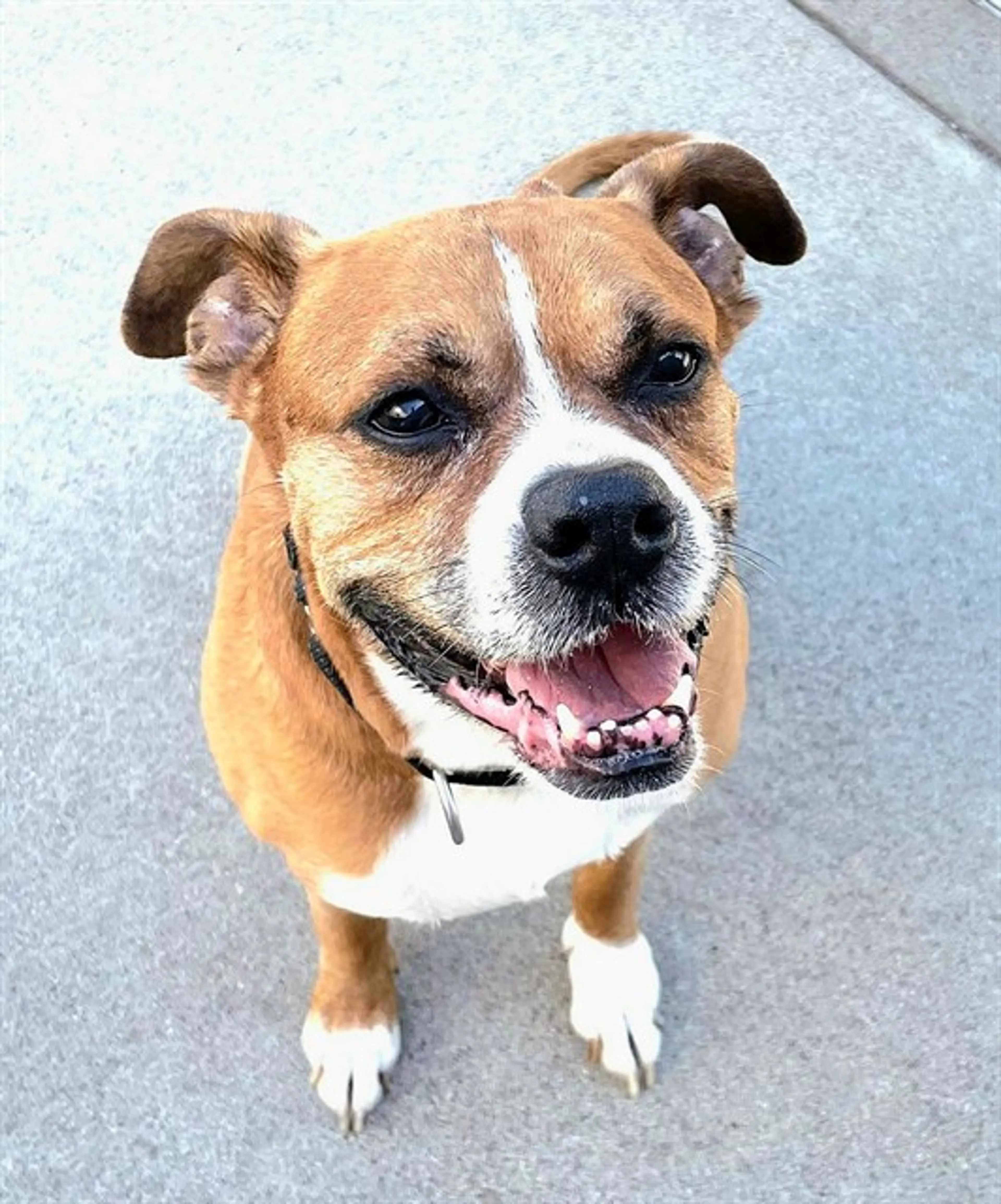 Found pet