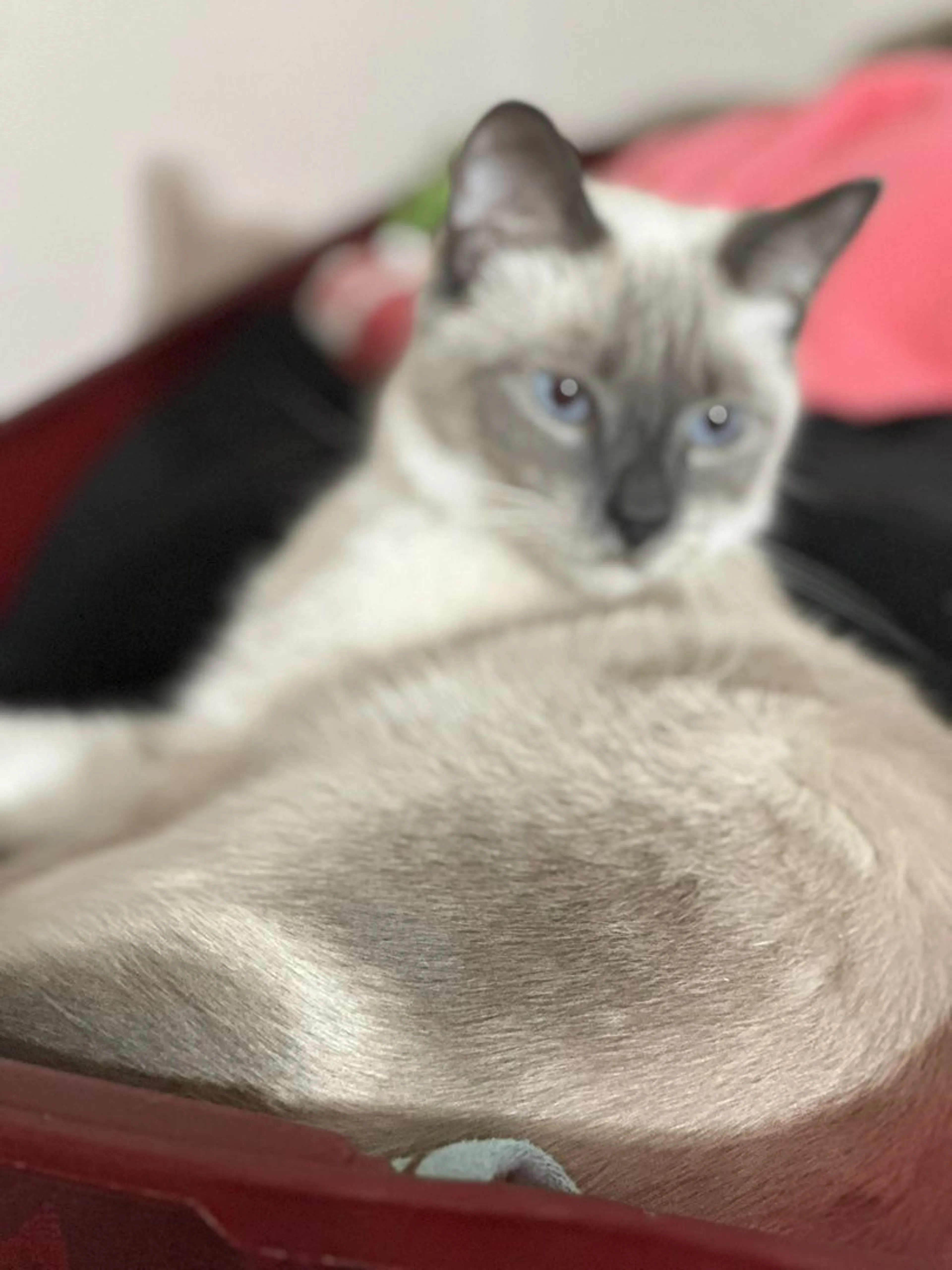Lost pet-1