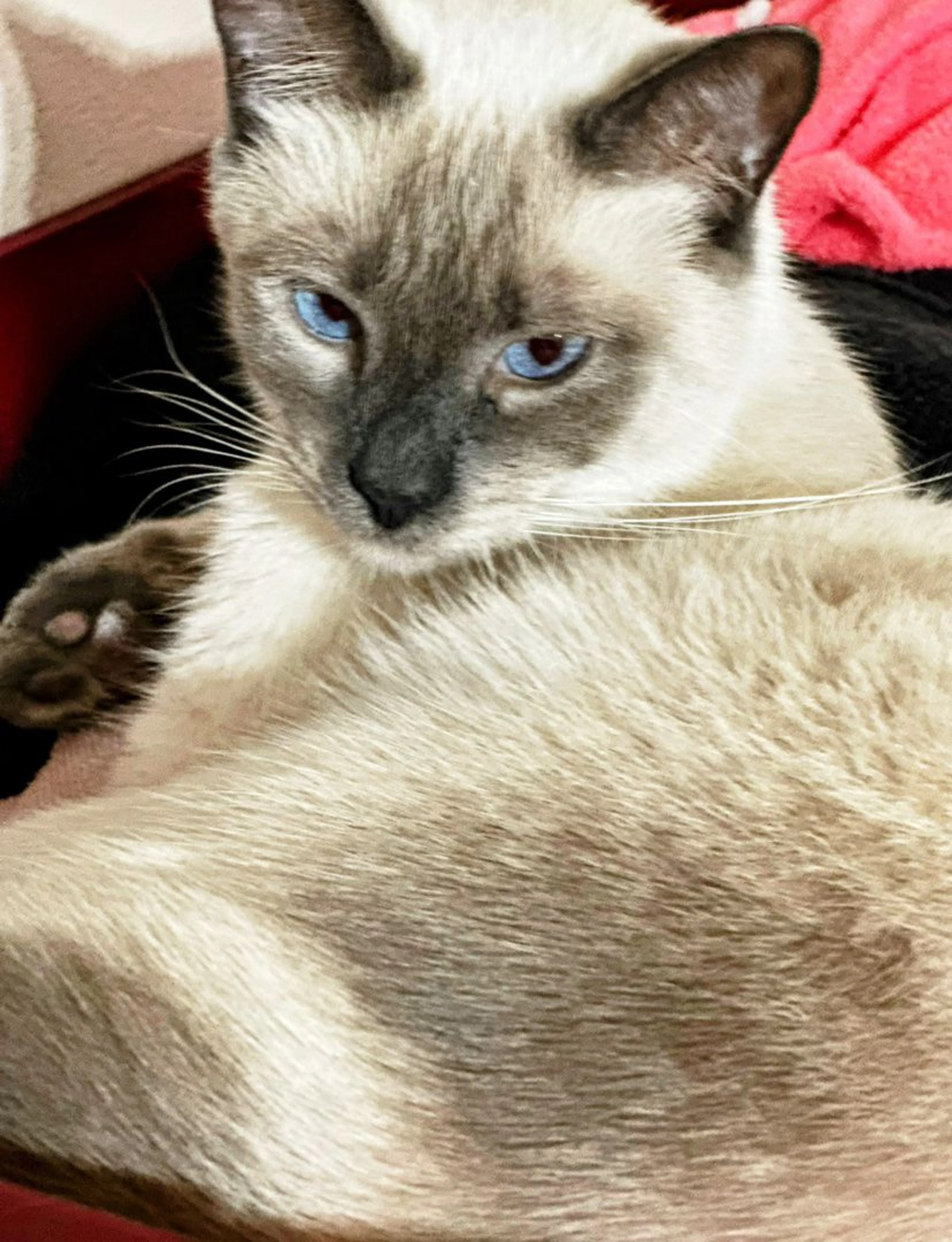 Lost pet-0