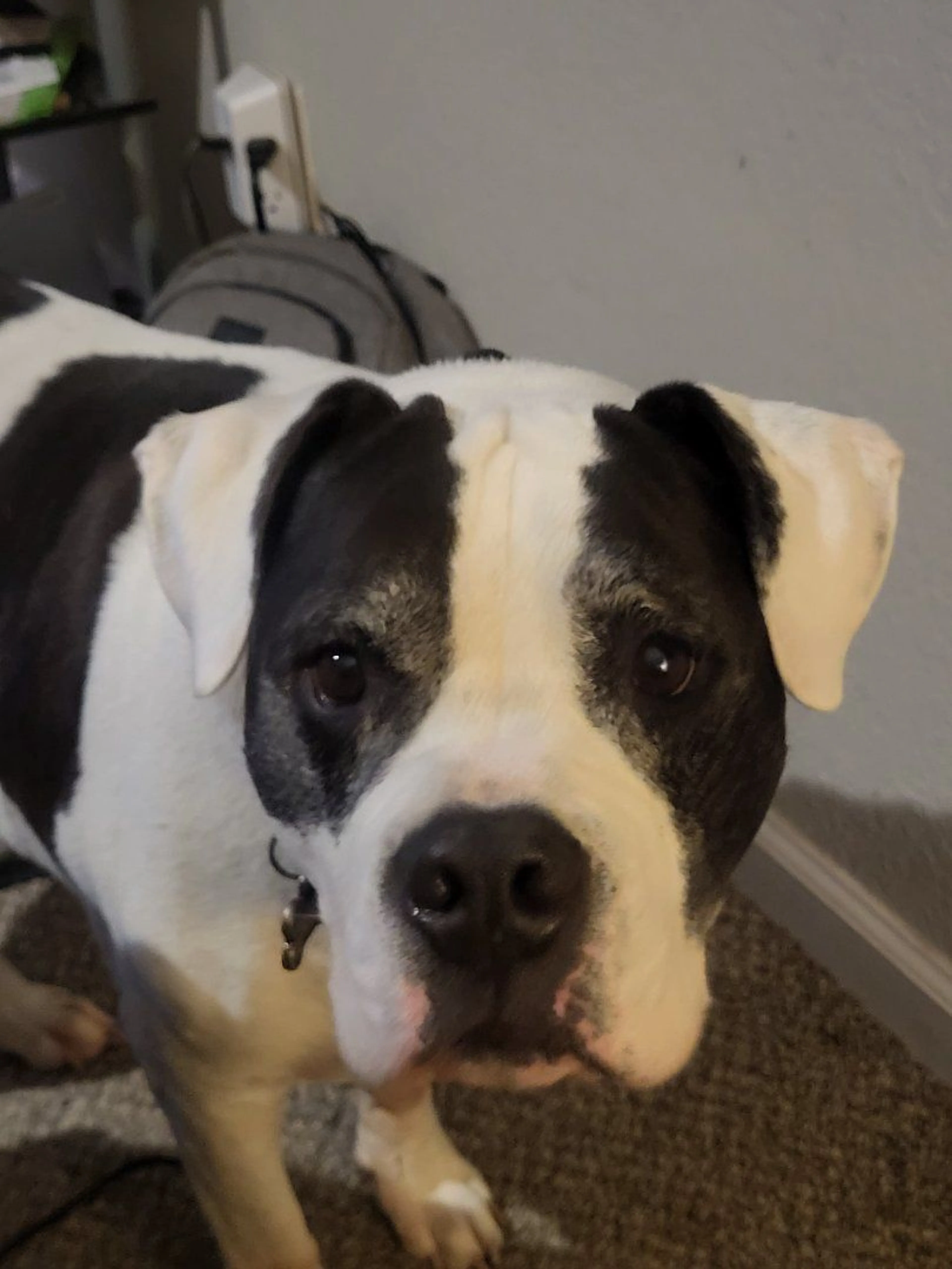 Lost pet