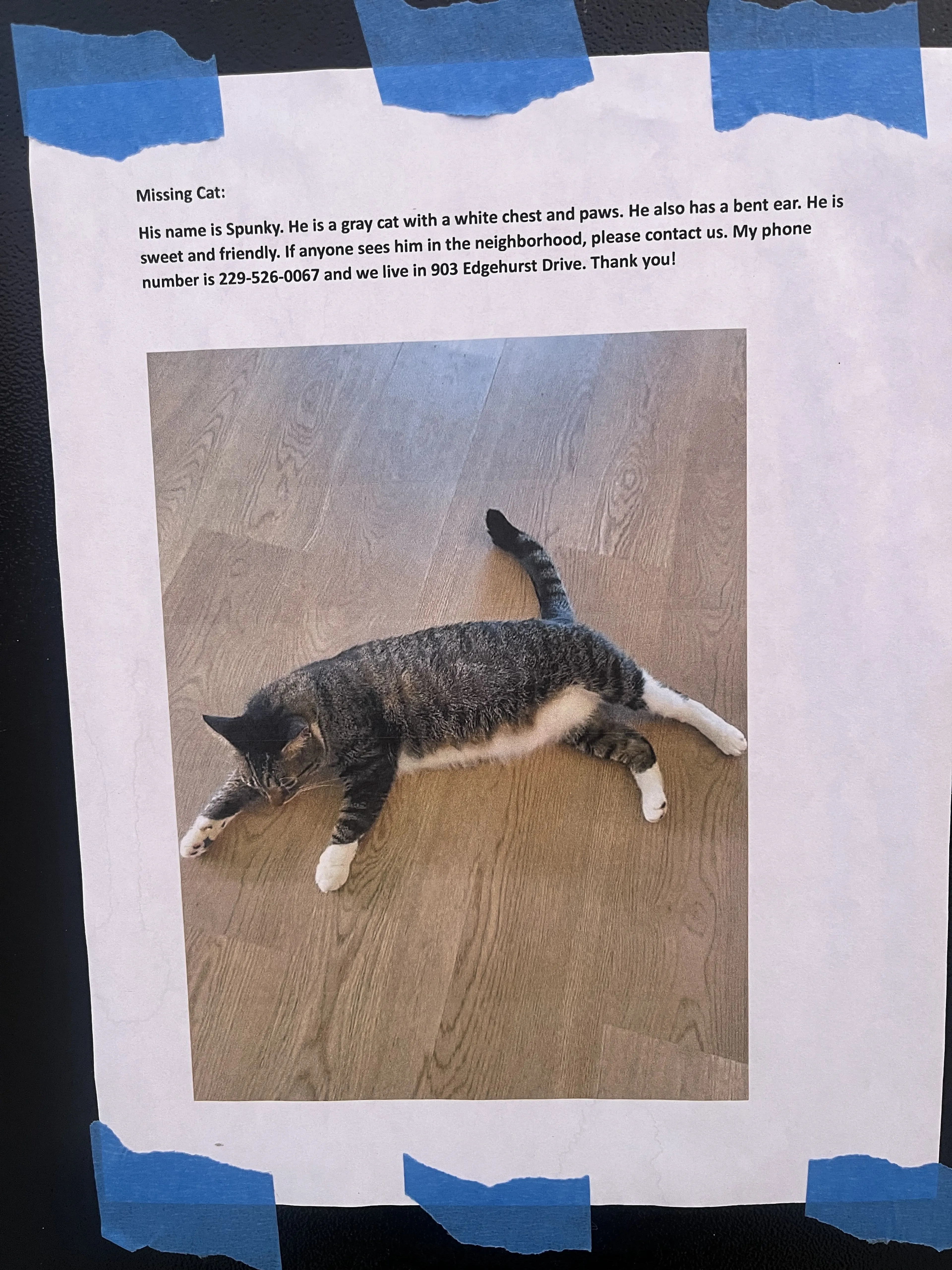 Lost pet