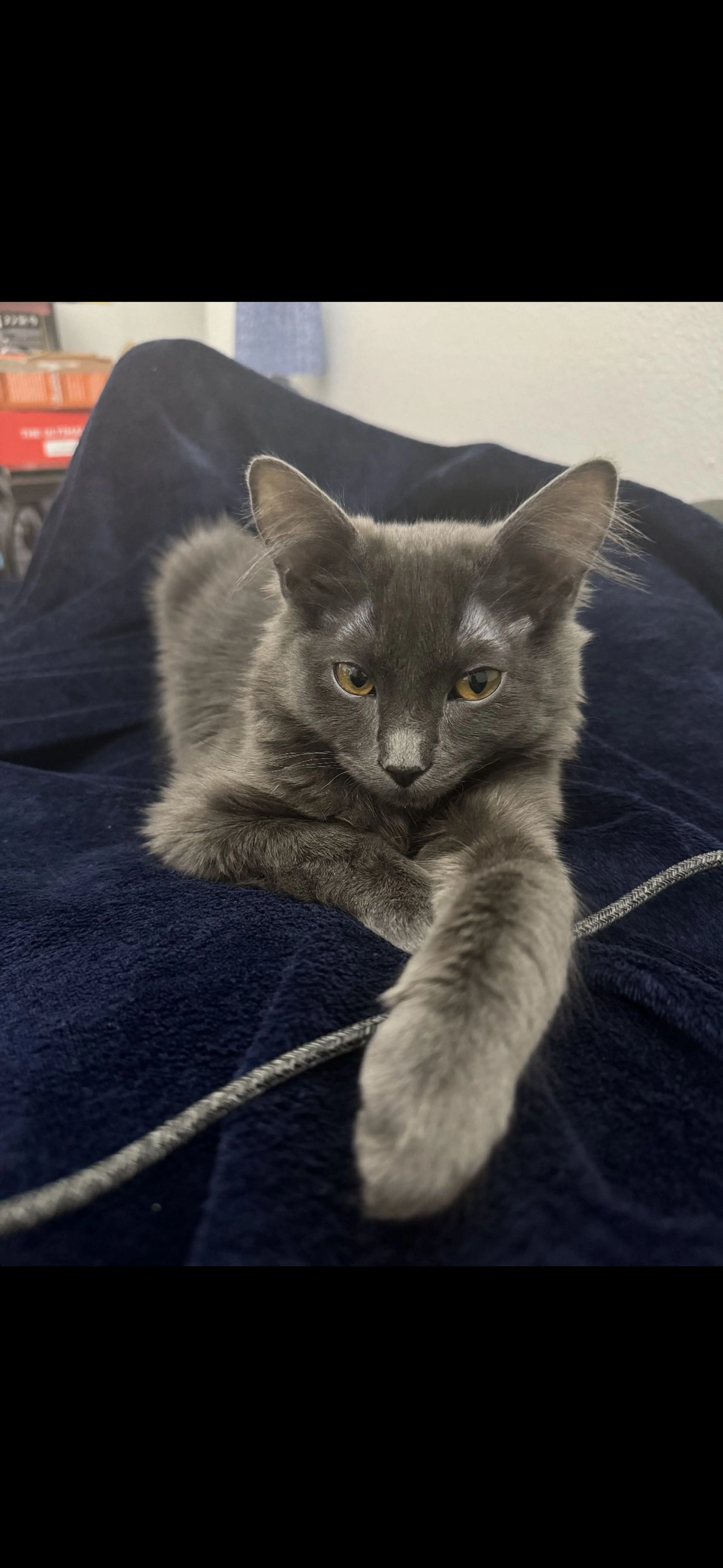 Lost pet