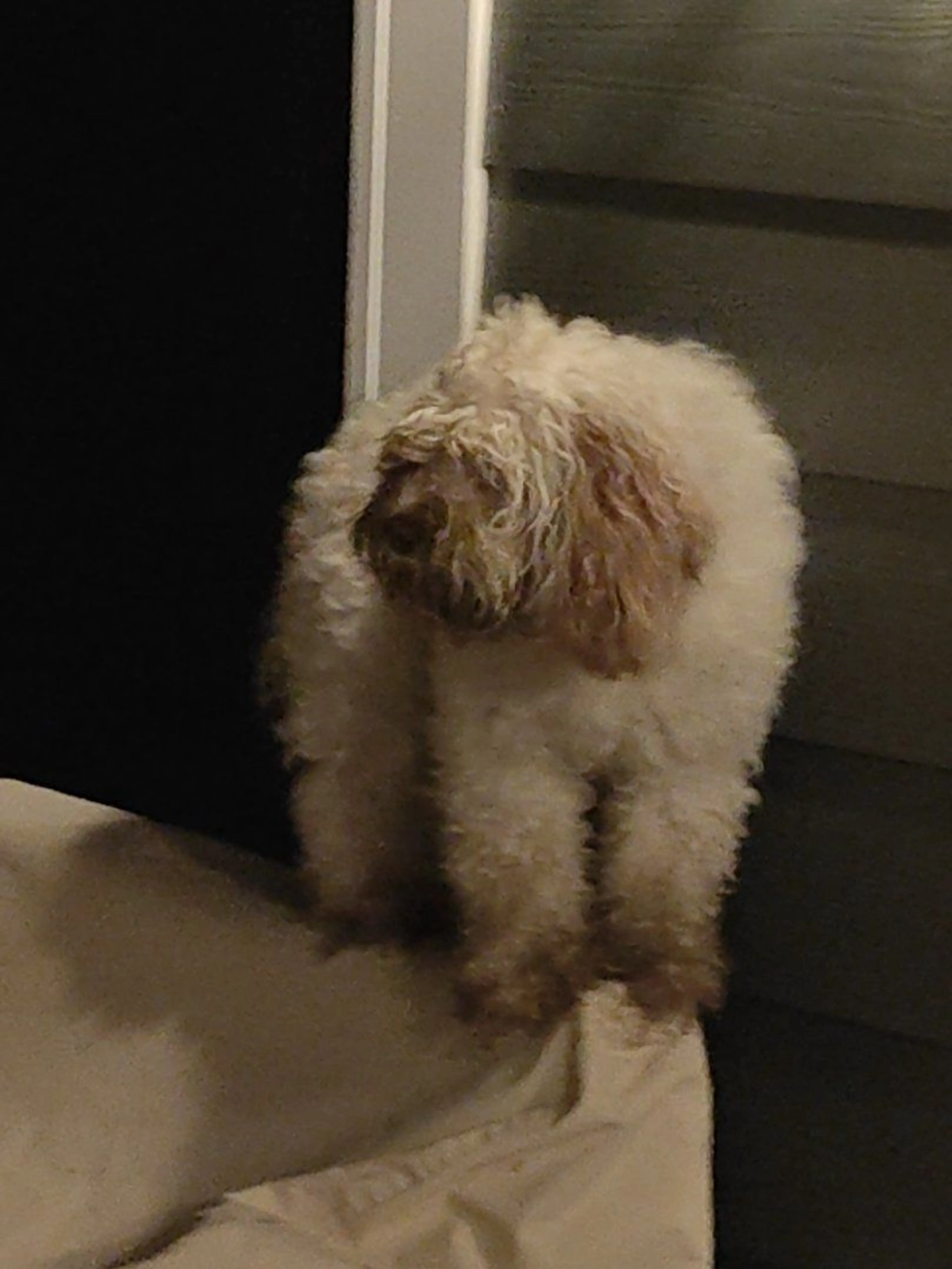 Lost pet