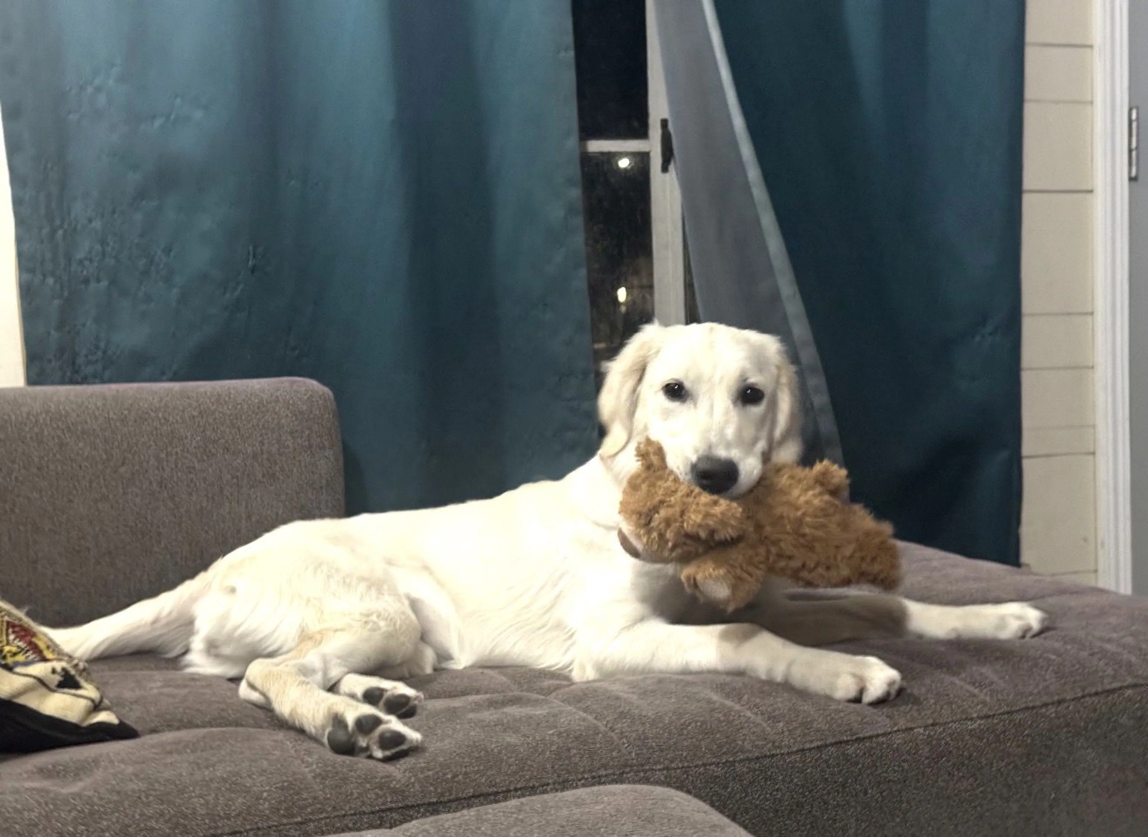 Lost pet