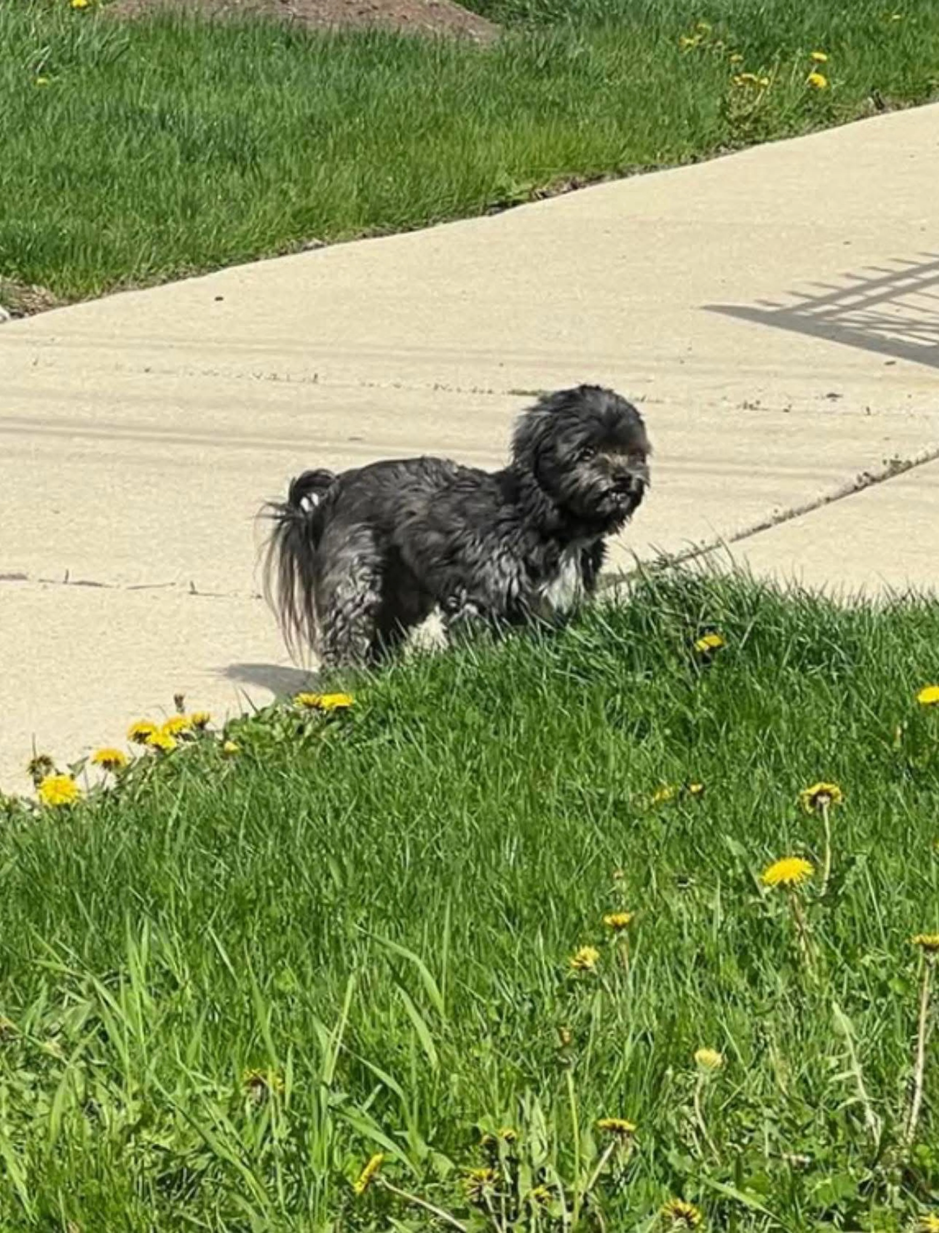 Lost pet