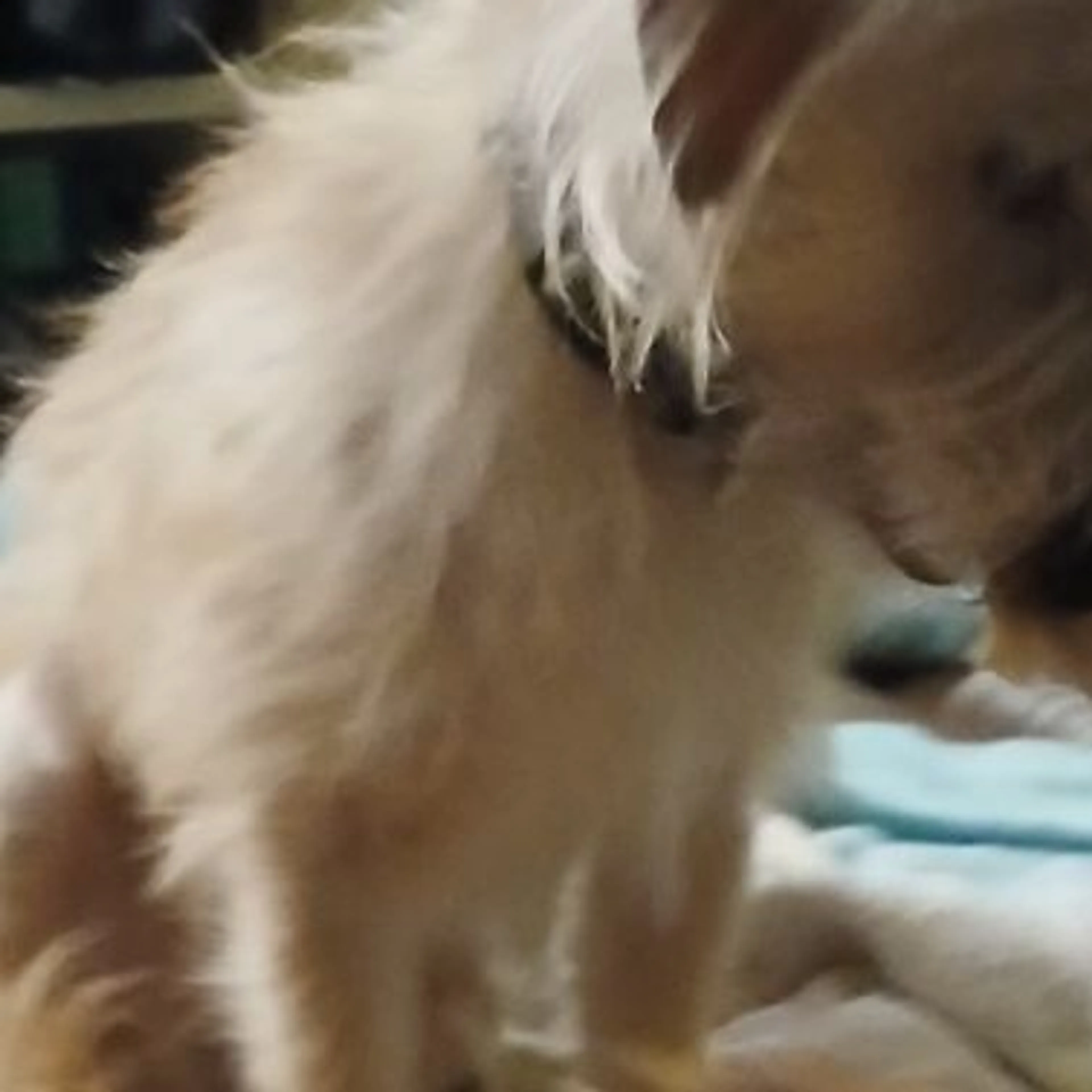 Lost pet