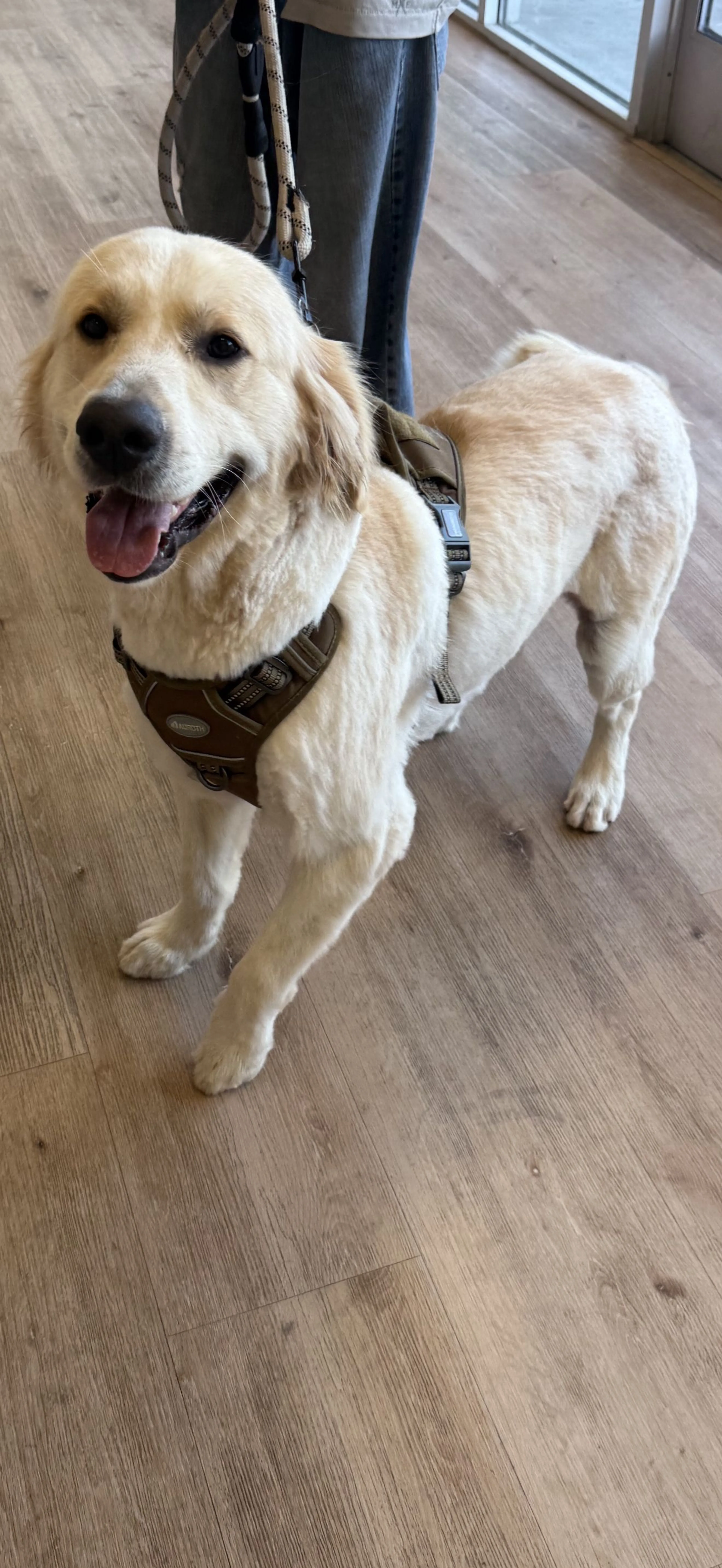 Lost pet