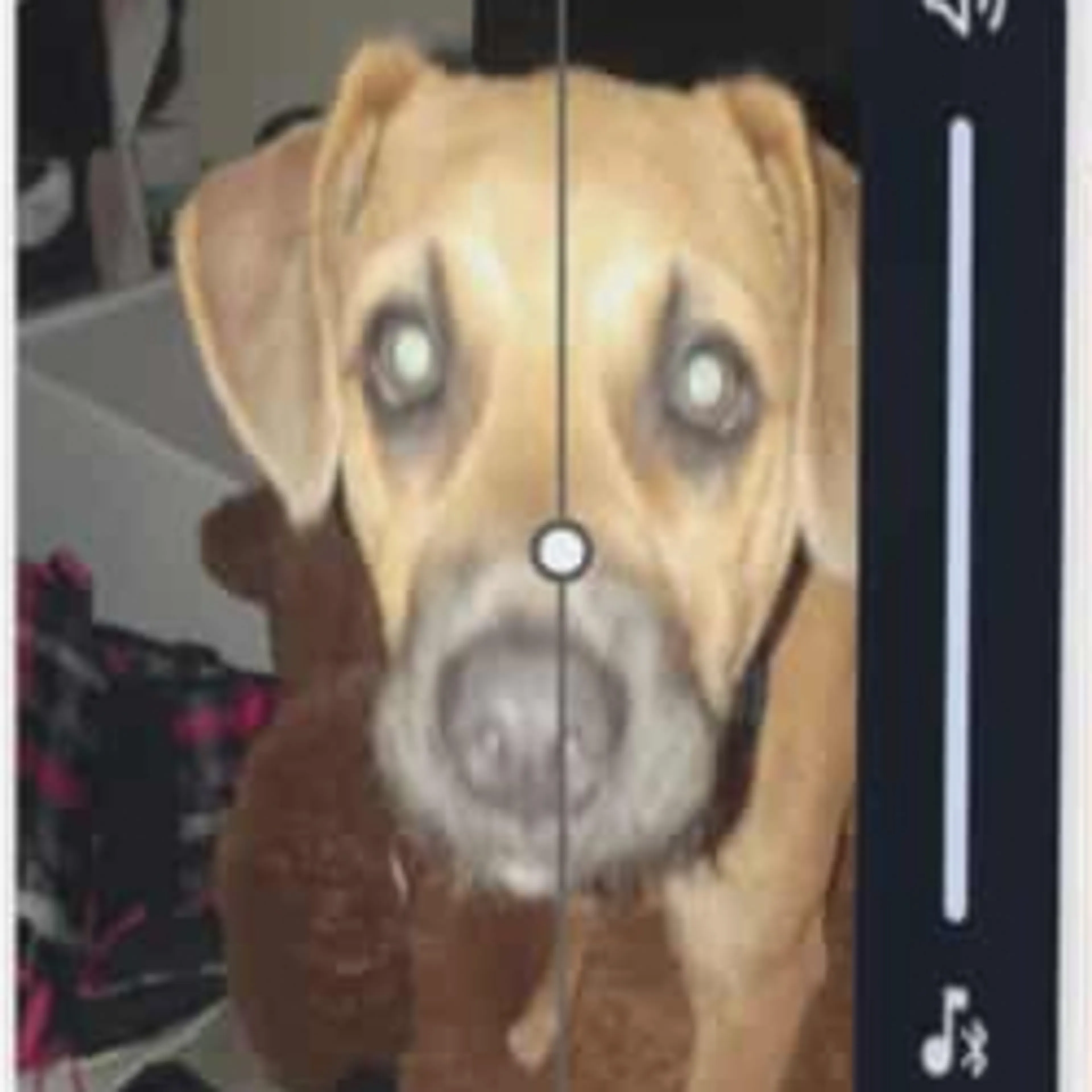 Lost pet-1
