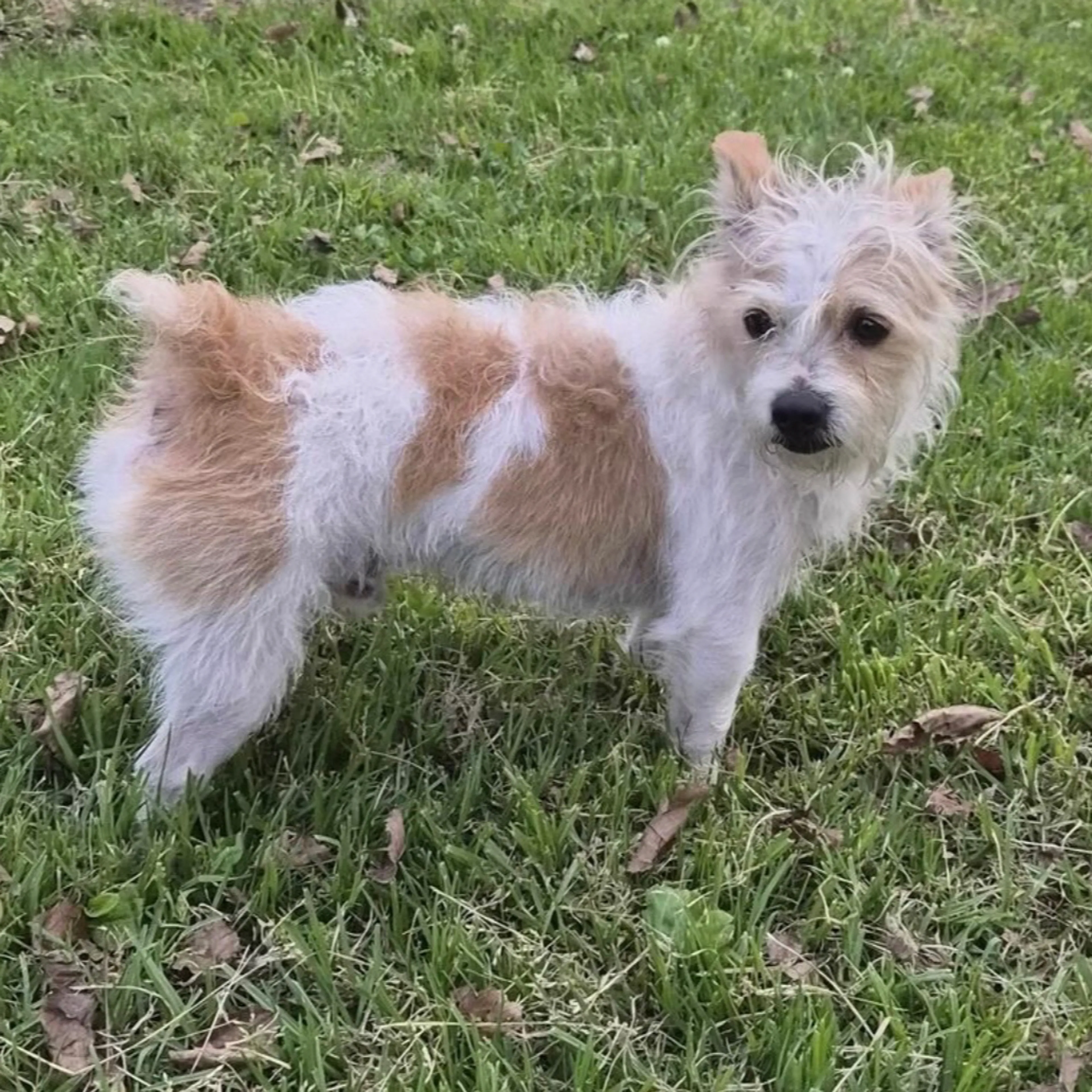 Lost pet-1