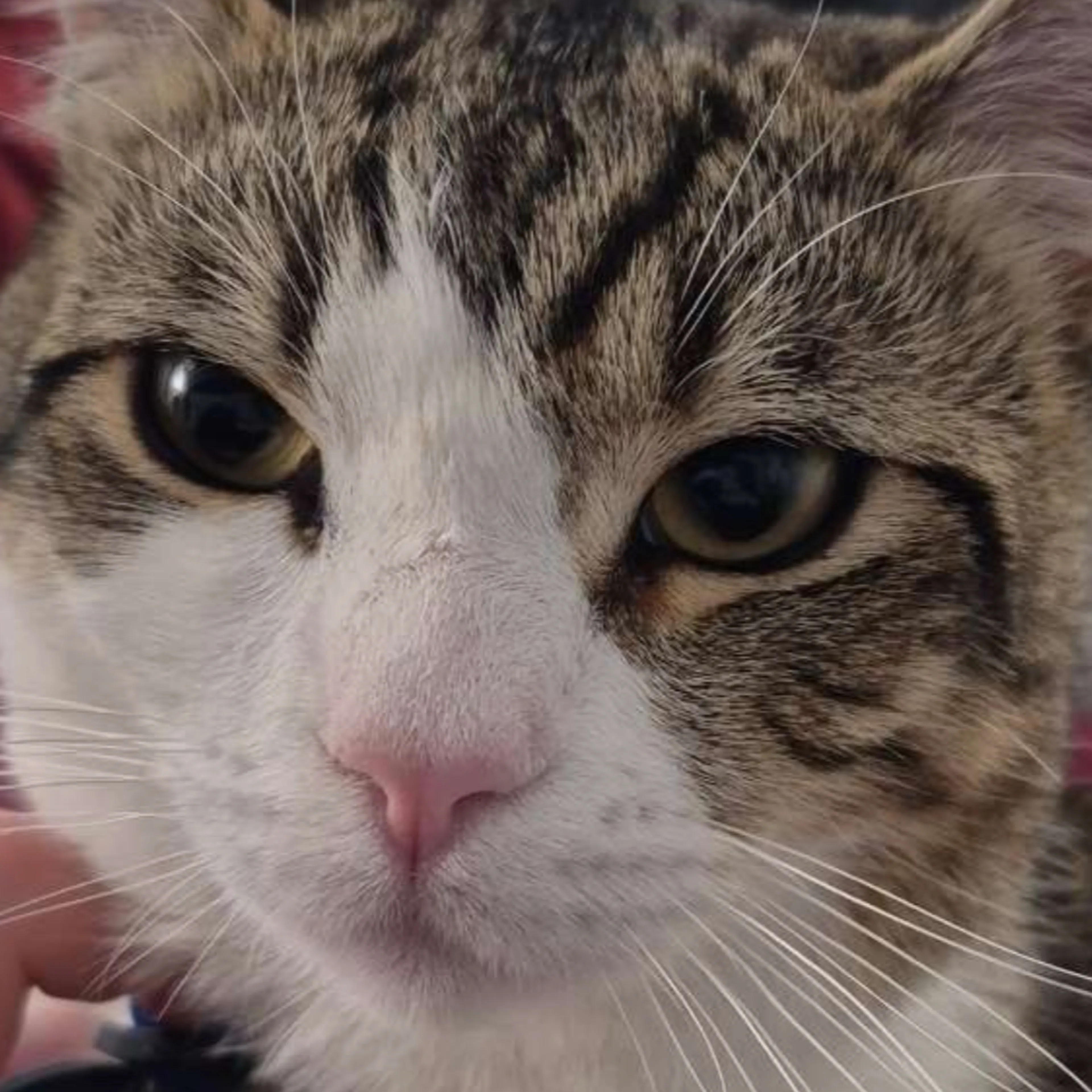 Lost pet-2