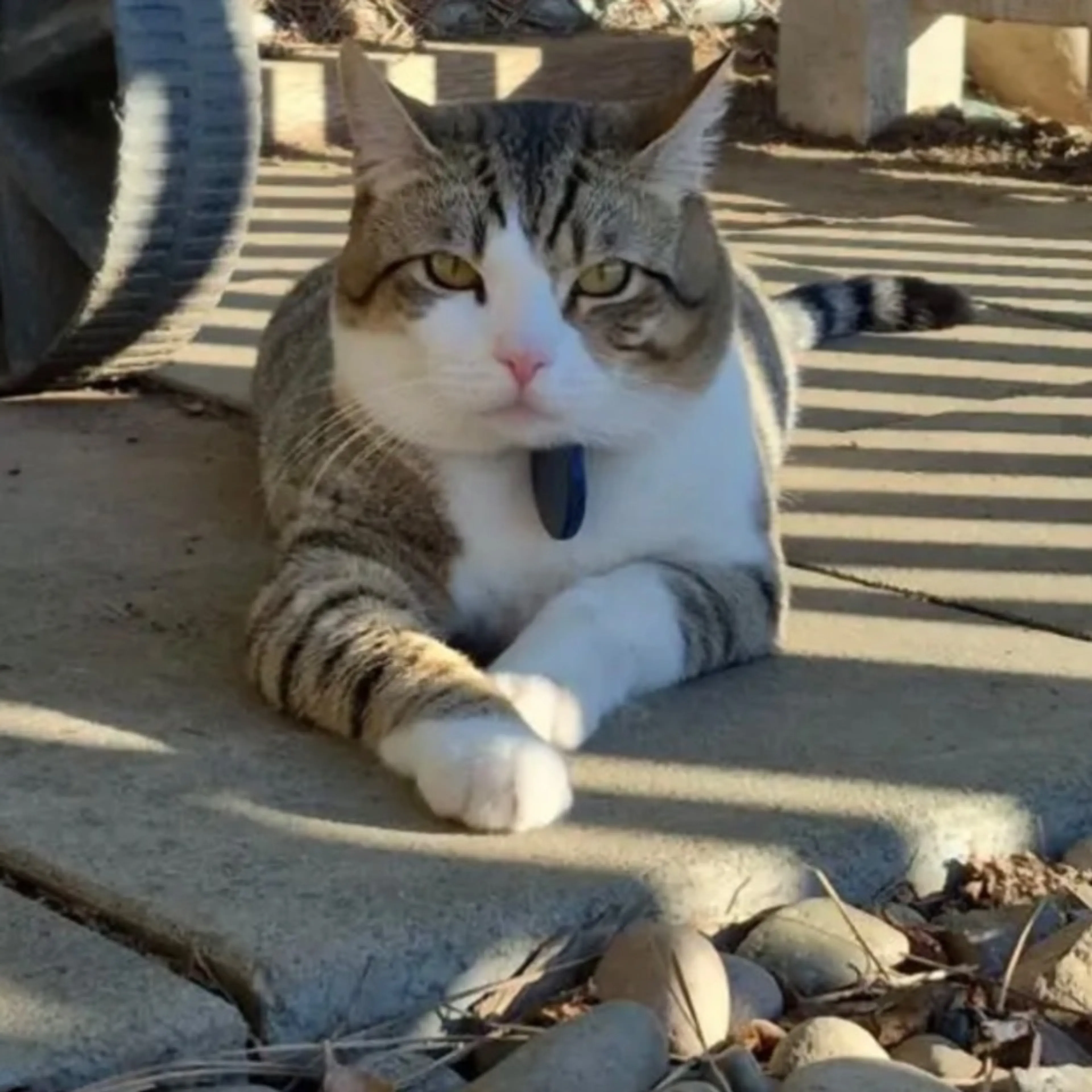 Lost pet-0