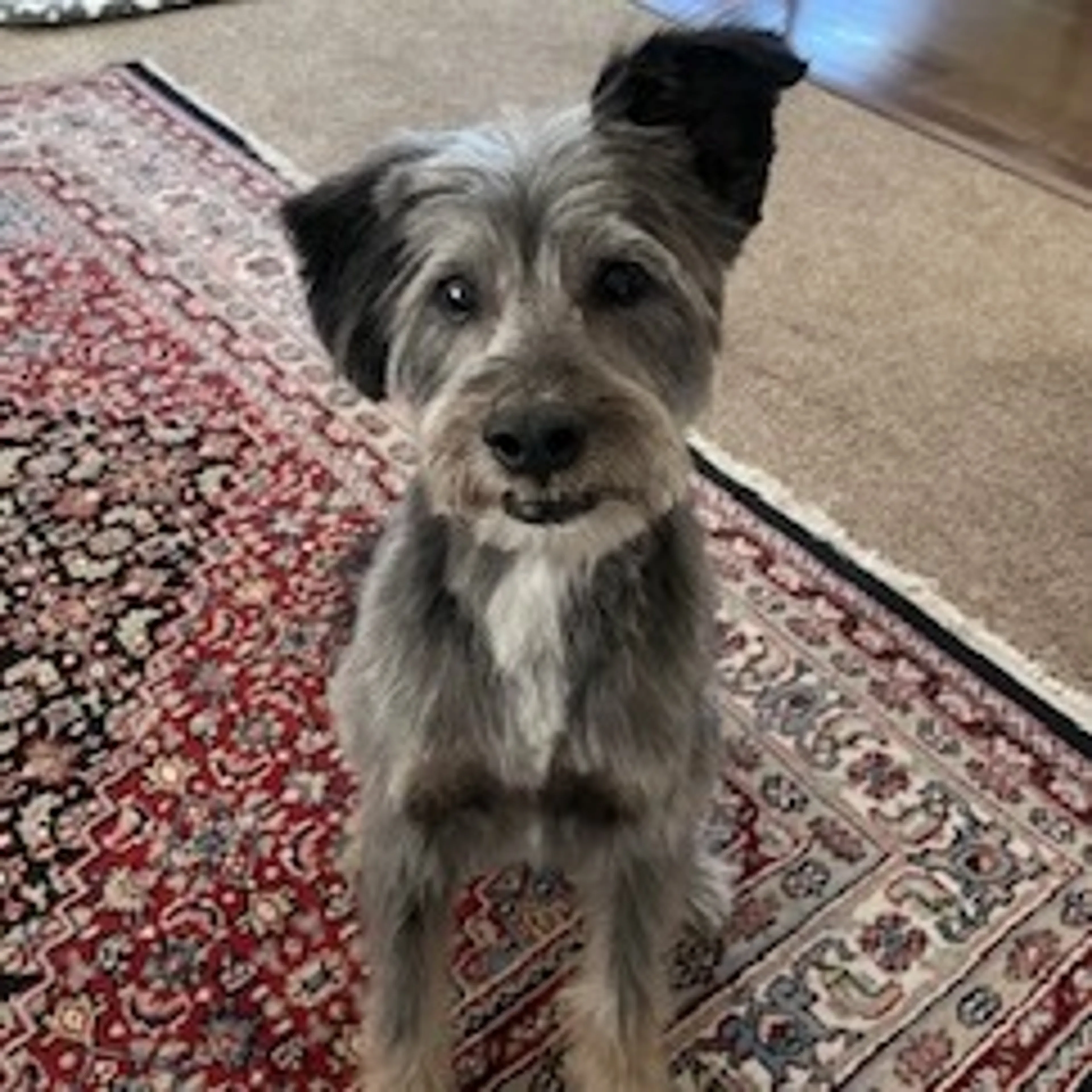 Found pet