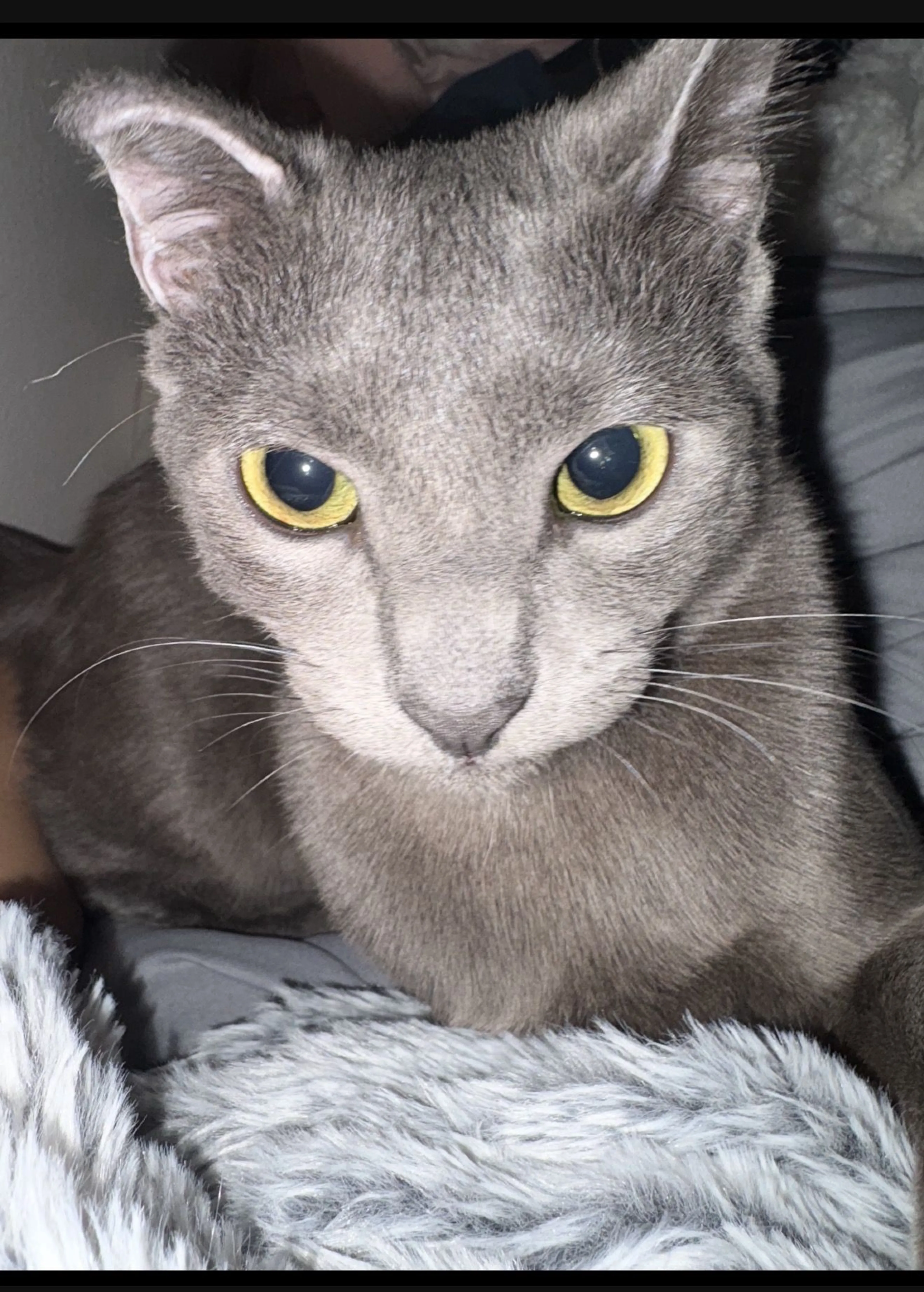 Lost pet-1