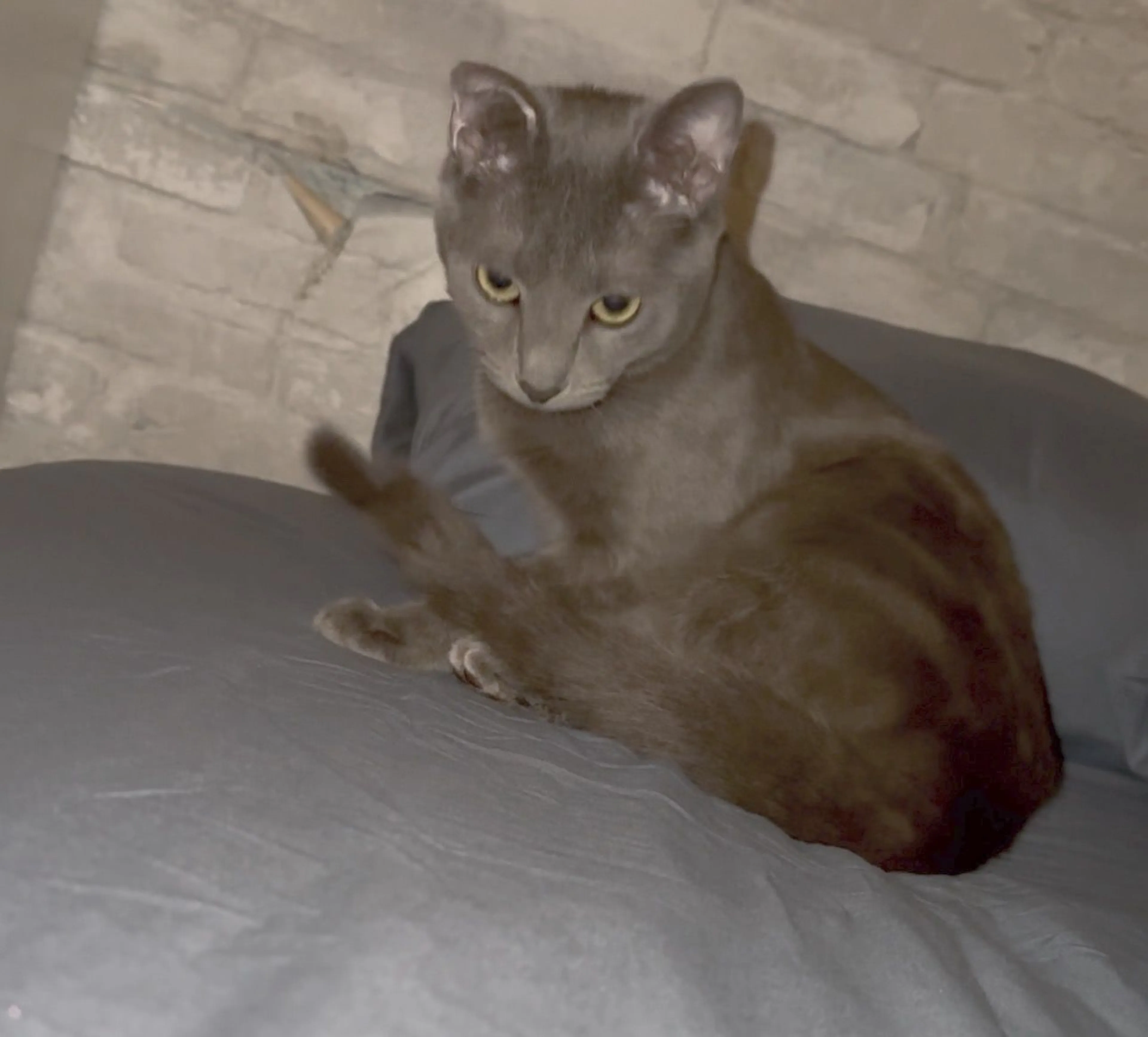Lost pet-0