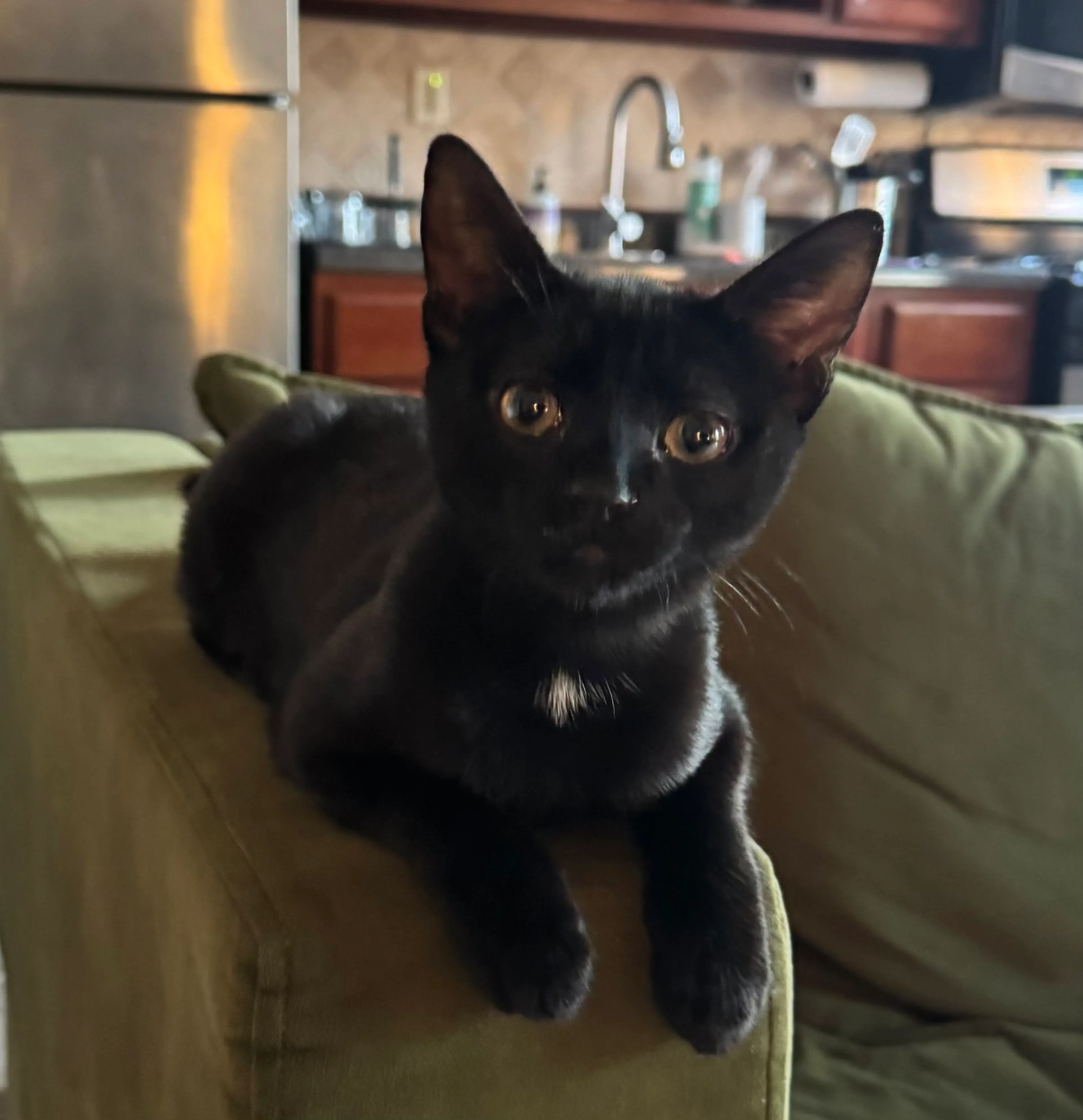 Found pet-2