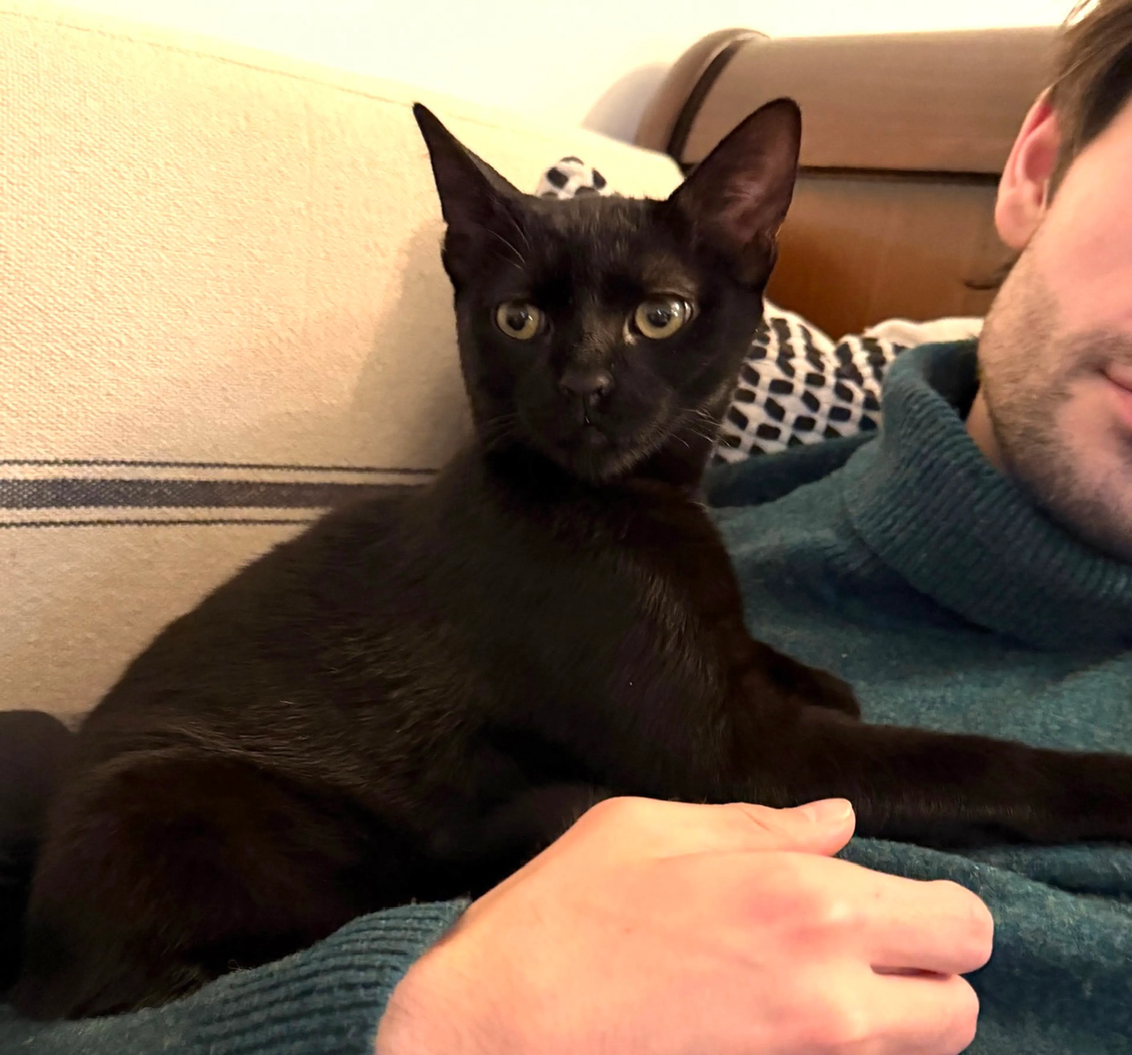 Found pet-1