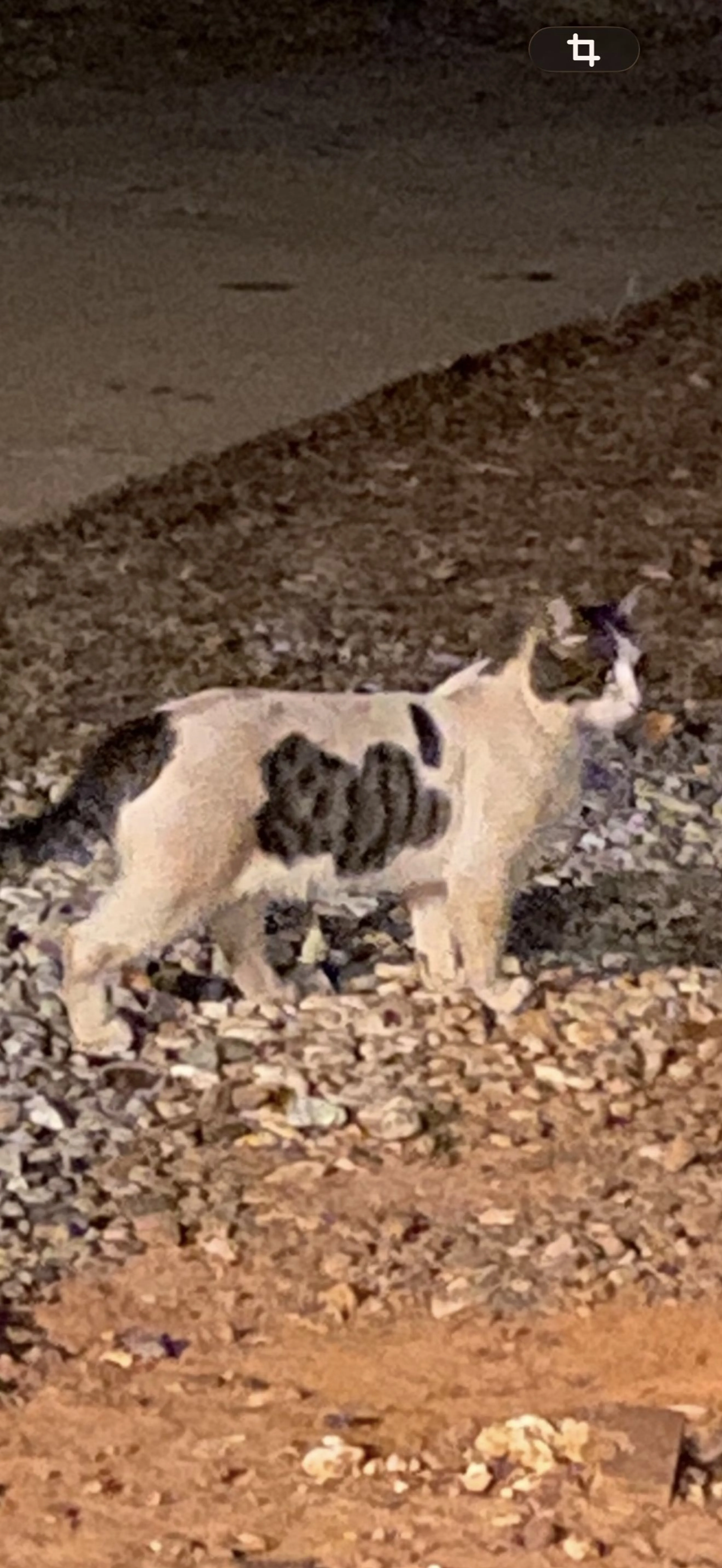 Lost pet-1