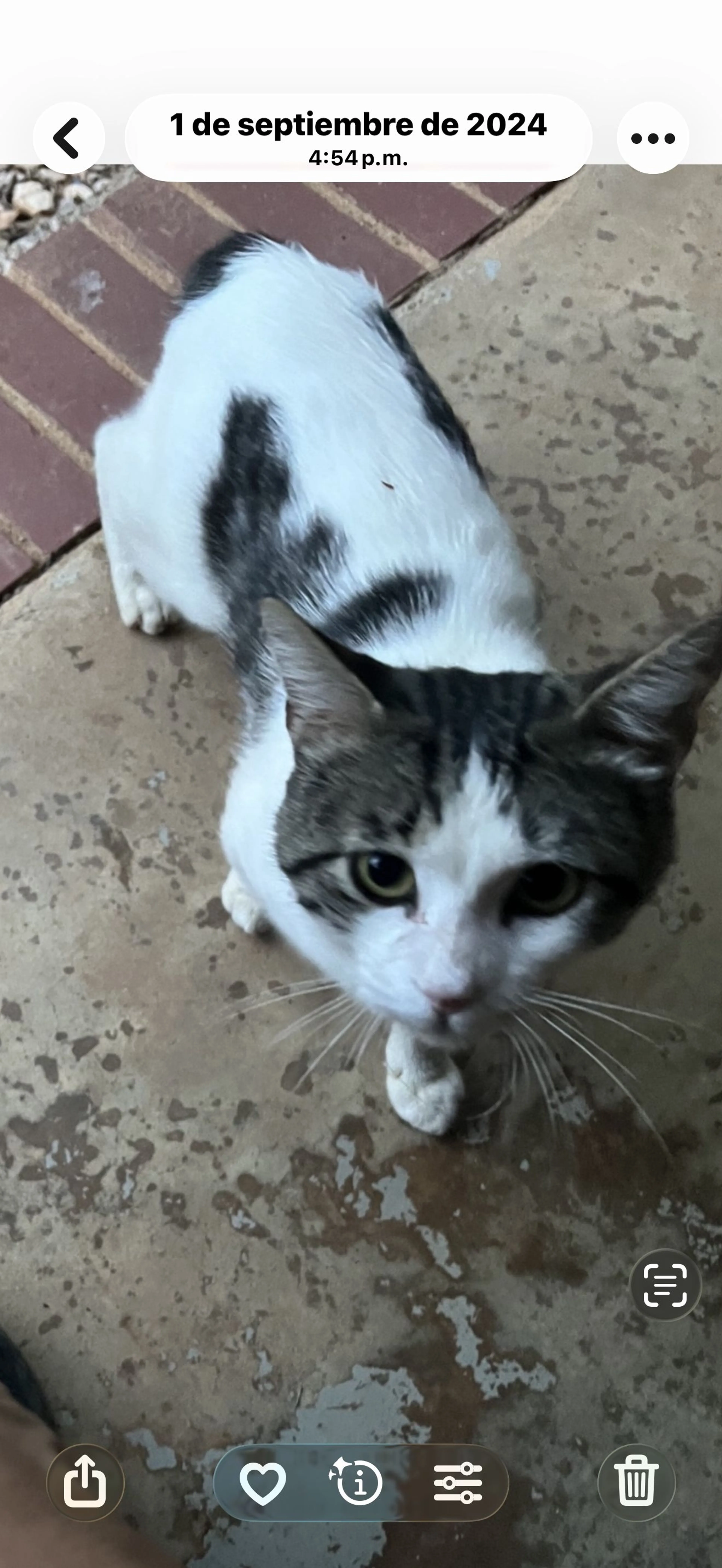 Lost pet-0