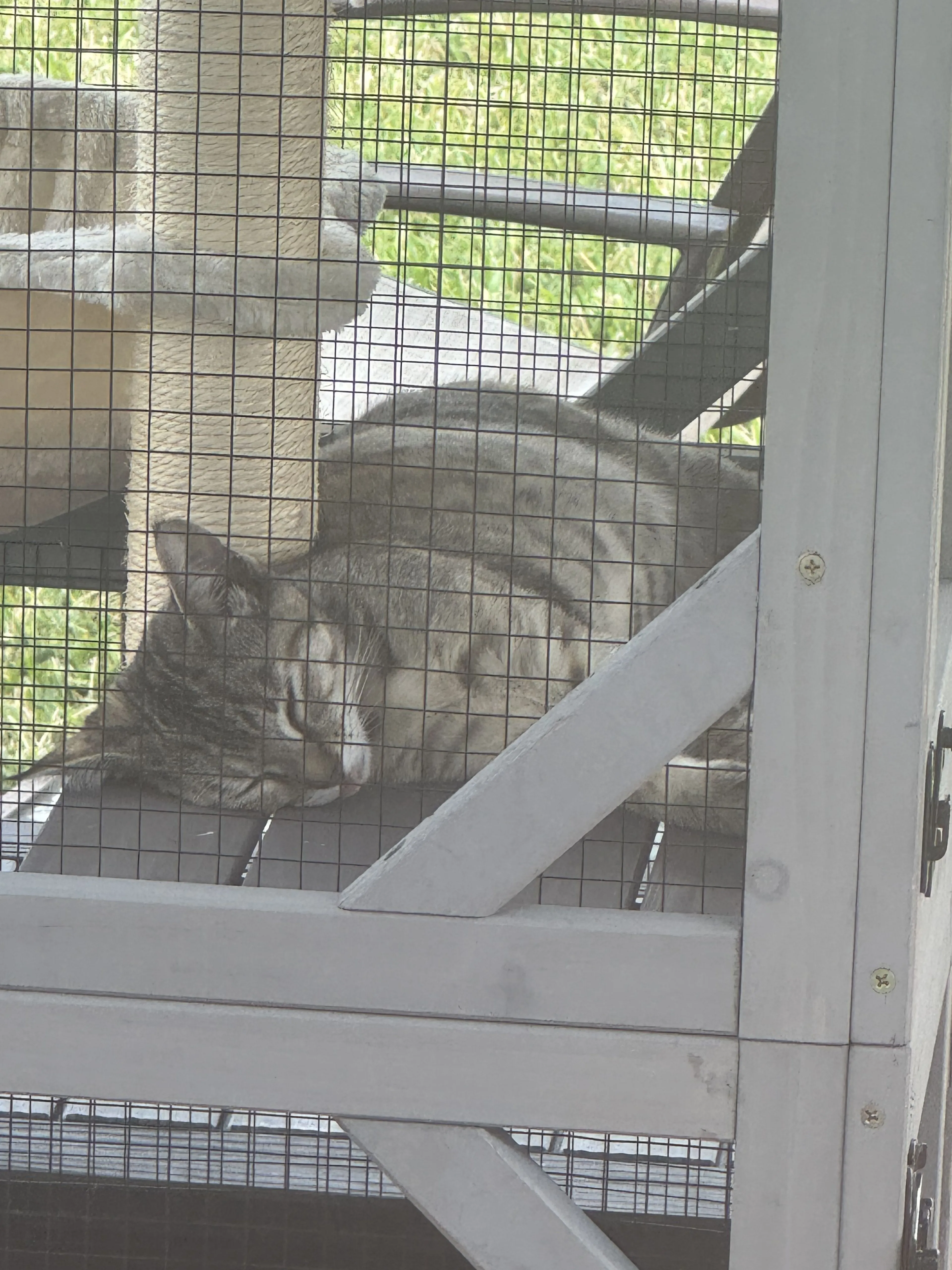 Lost pet-1