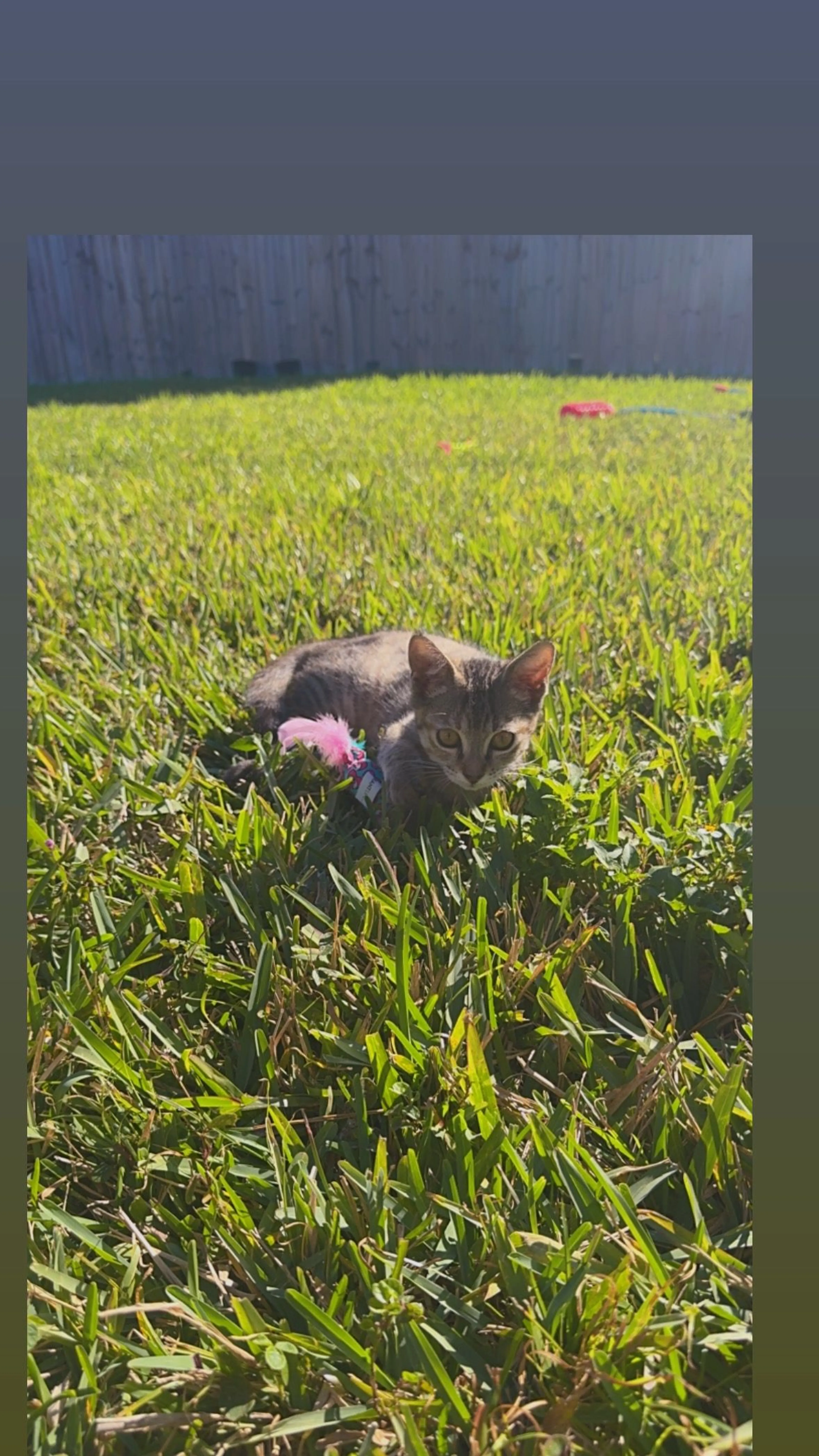 Lost pet-0