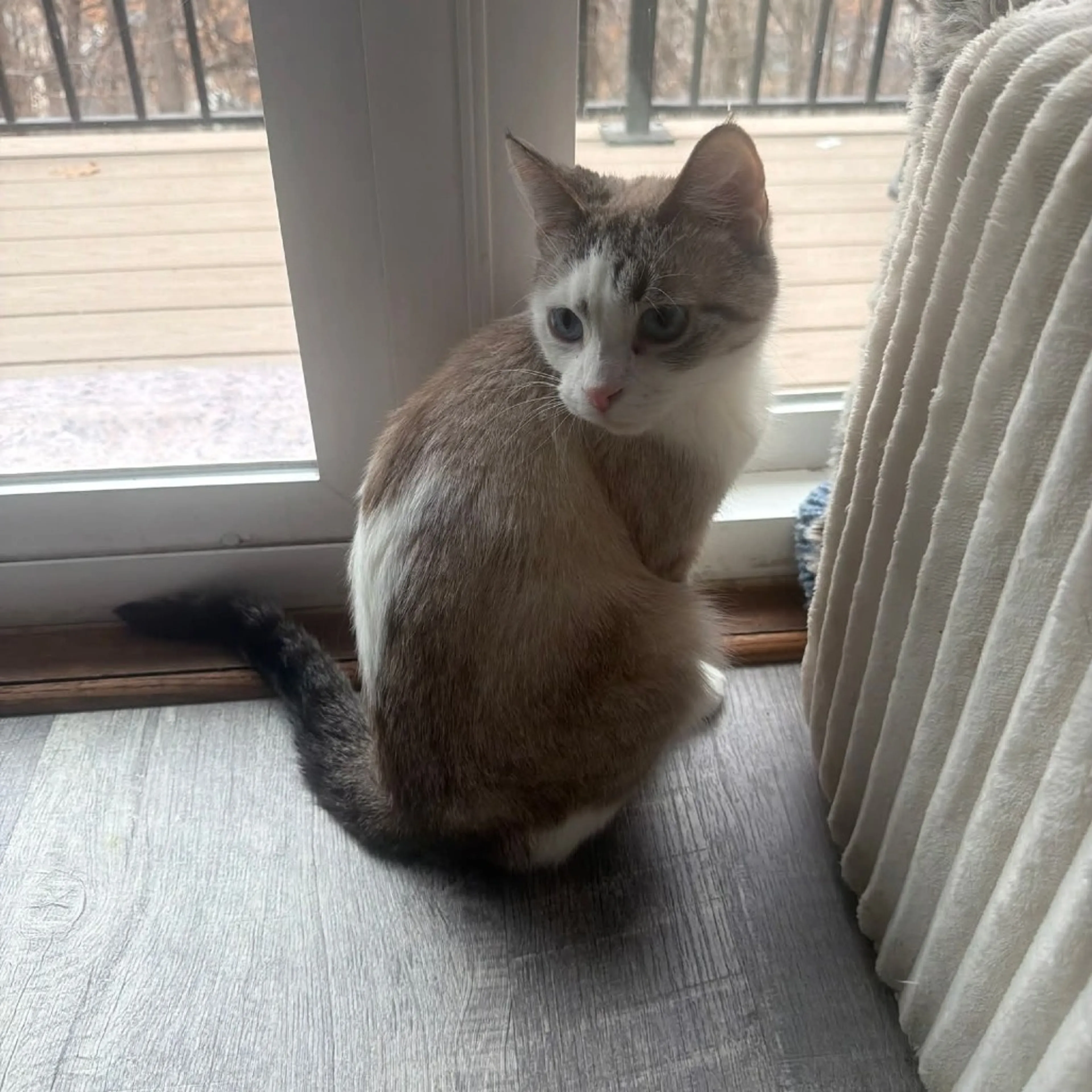 Found pet