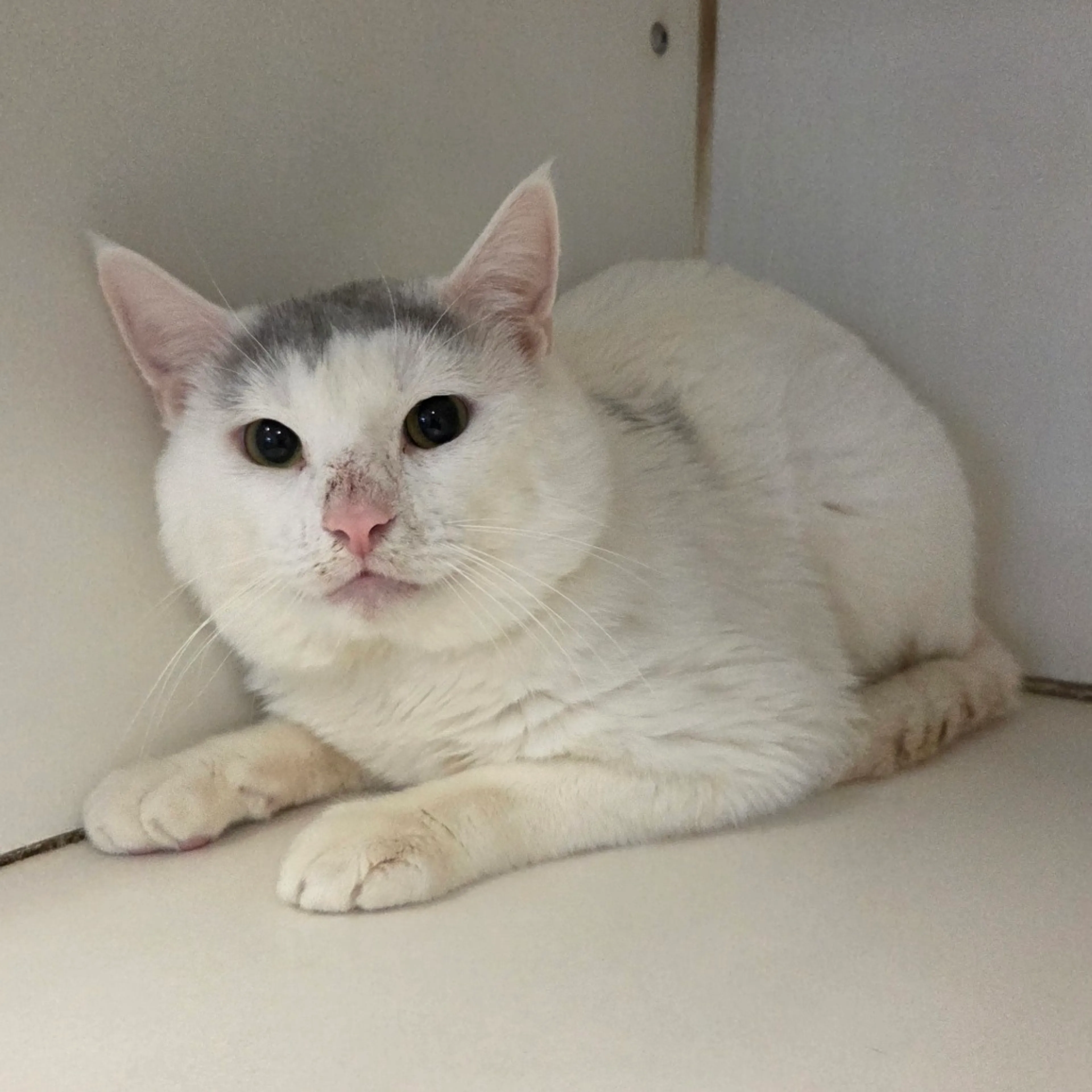 Found pet-1