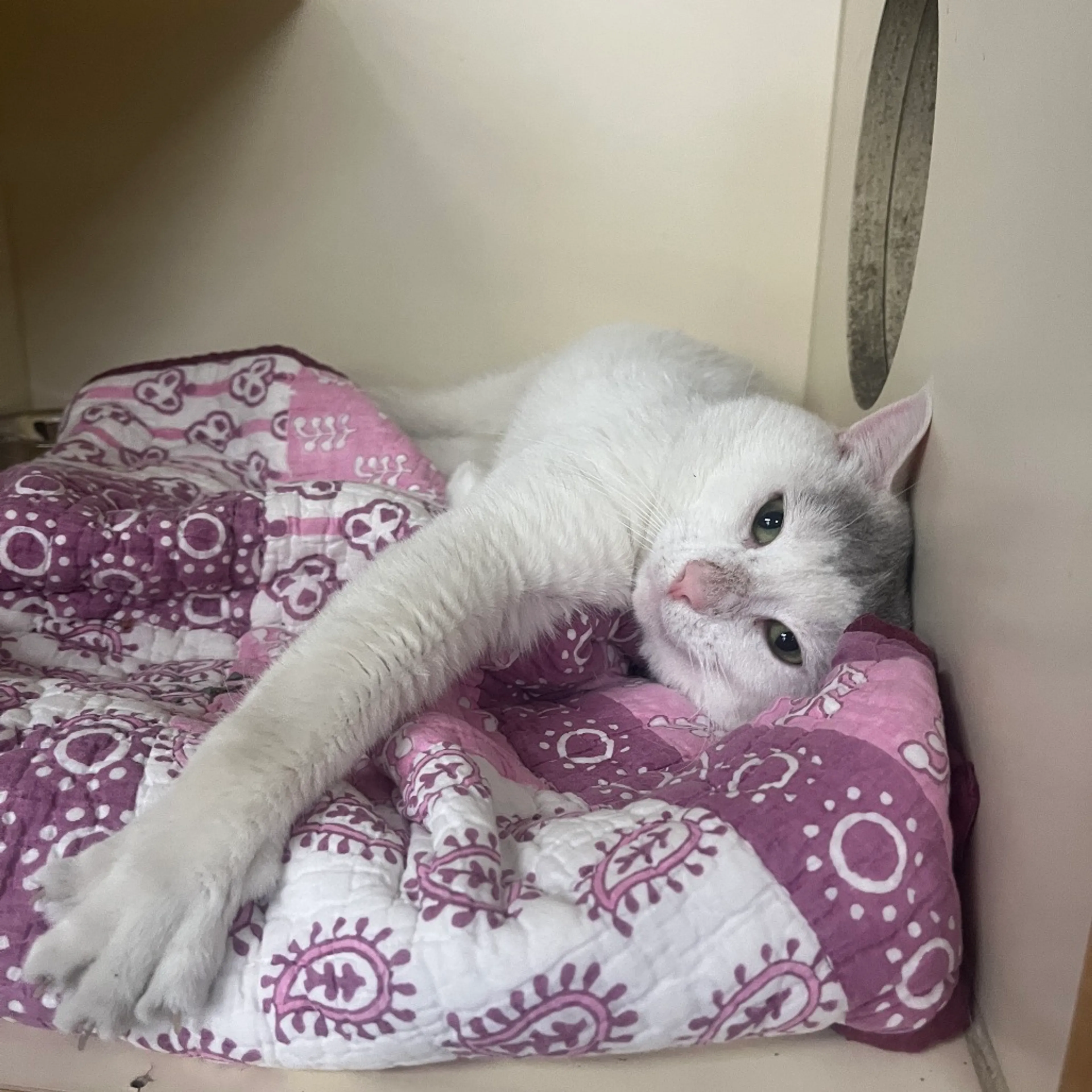 Found pet-2