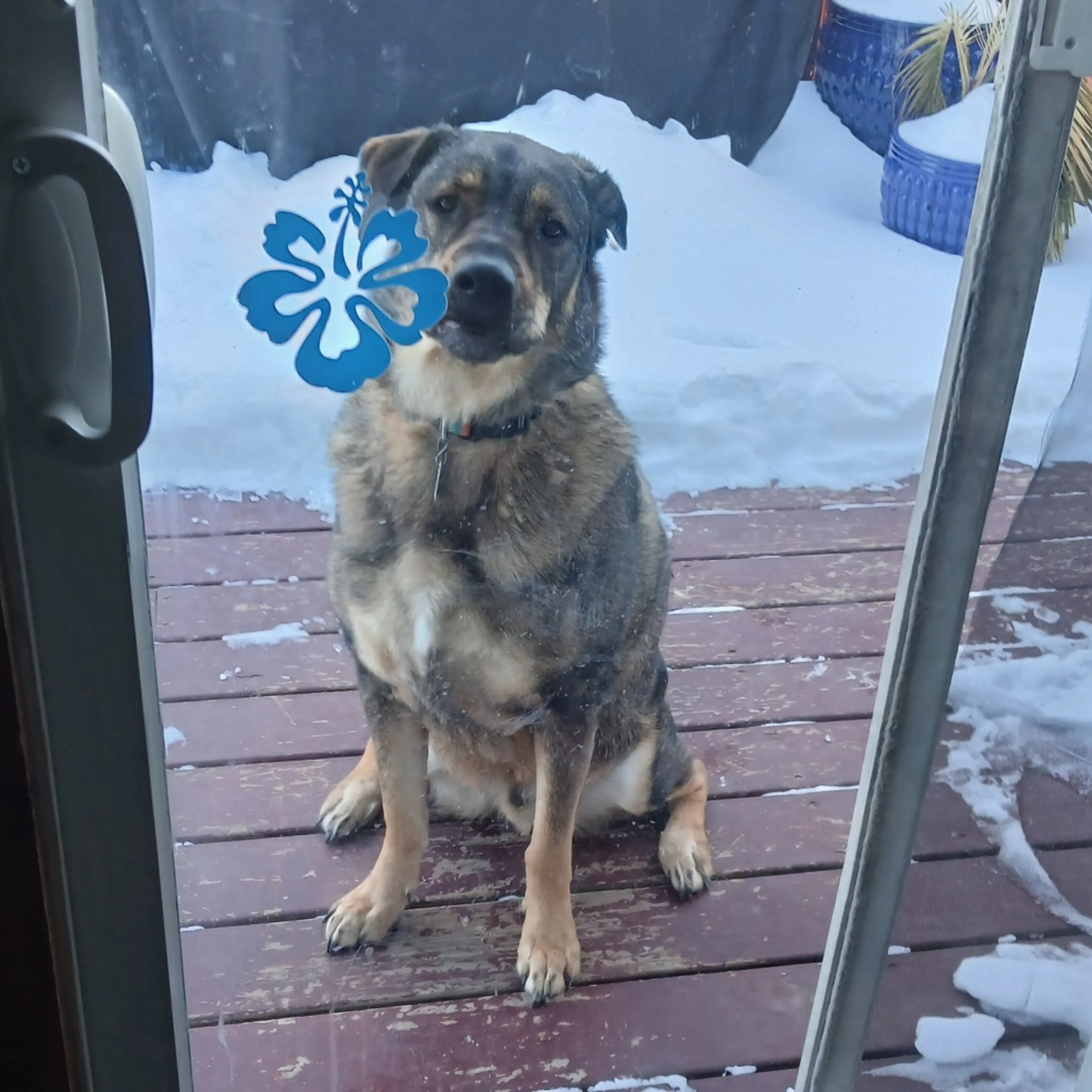 Found pet-1