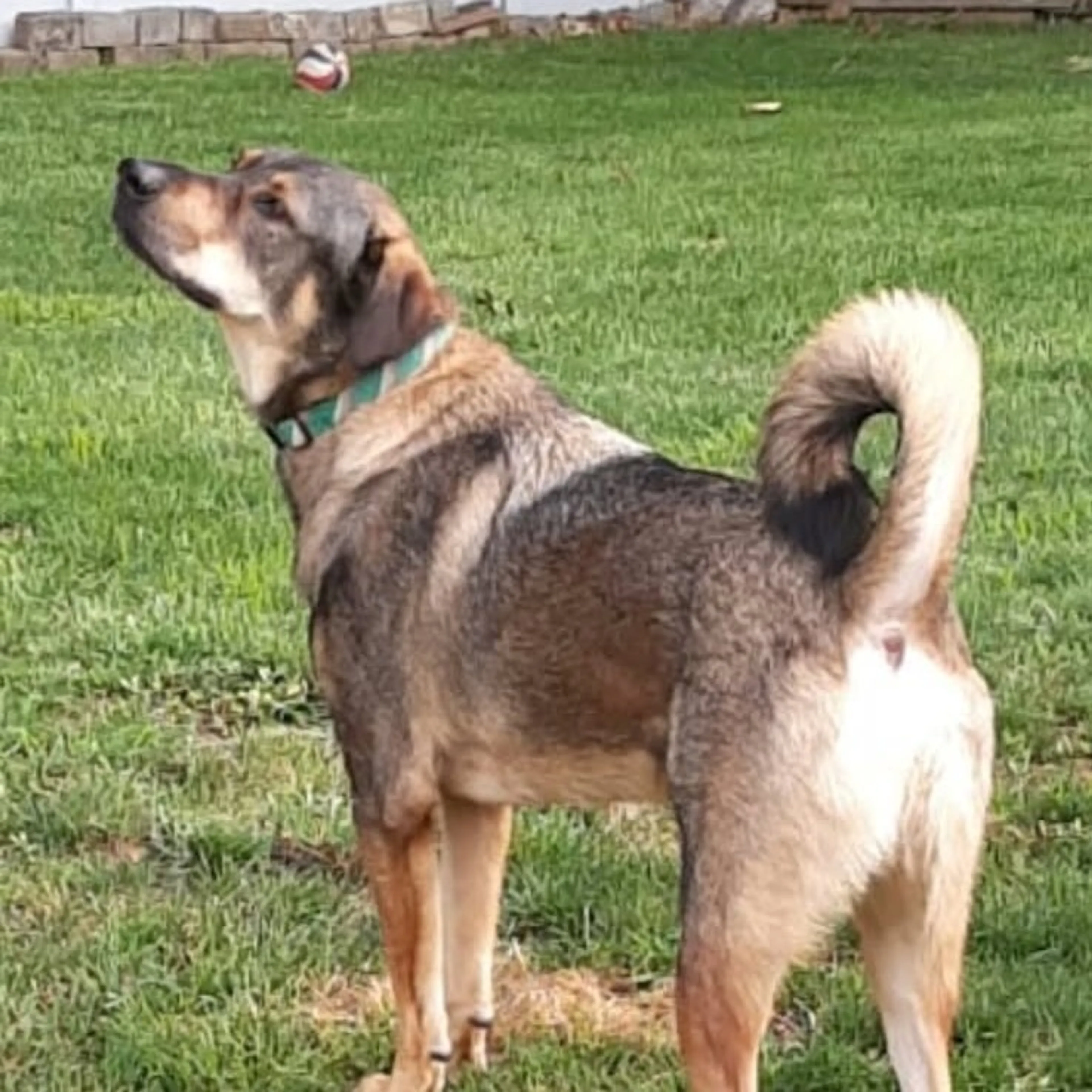 Found pet-3
