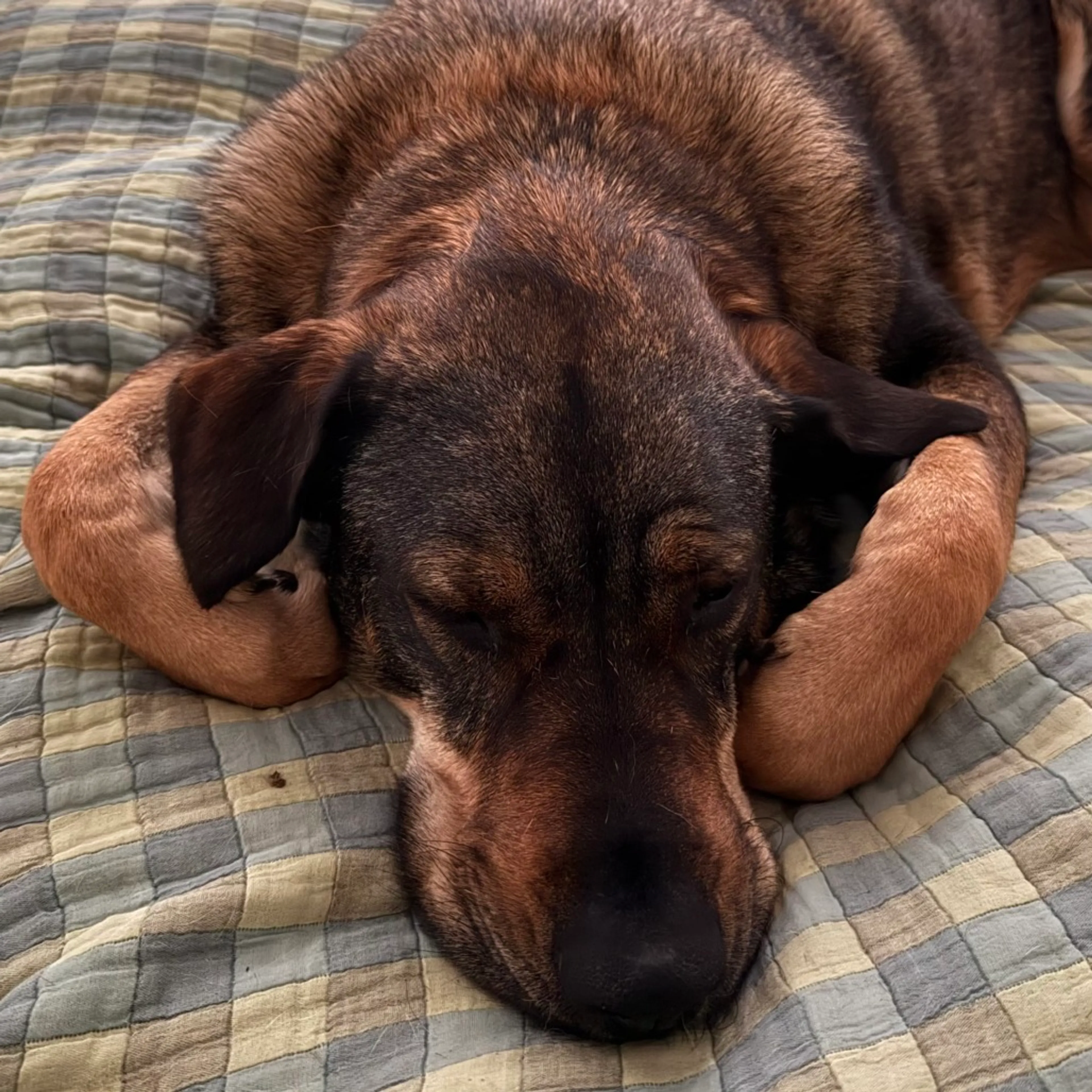 Found pet-5