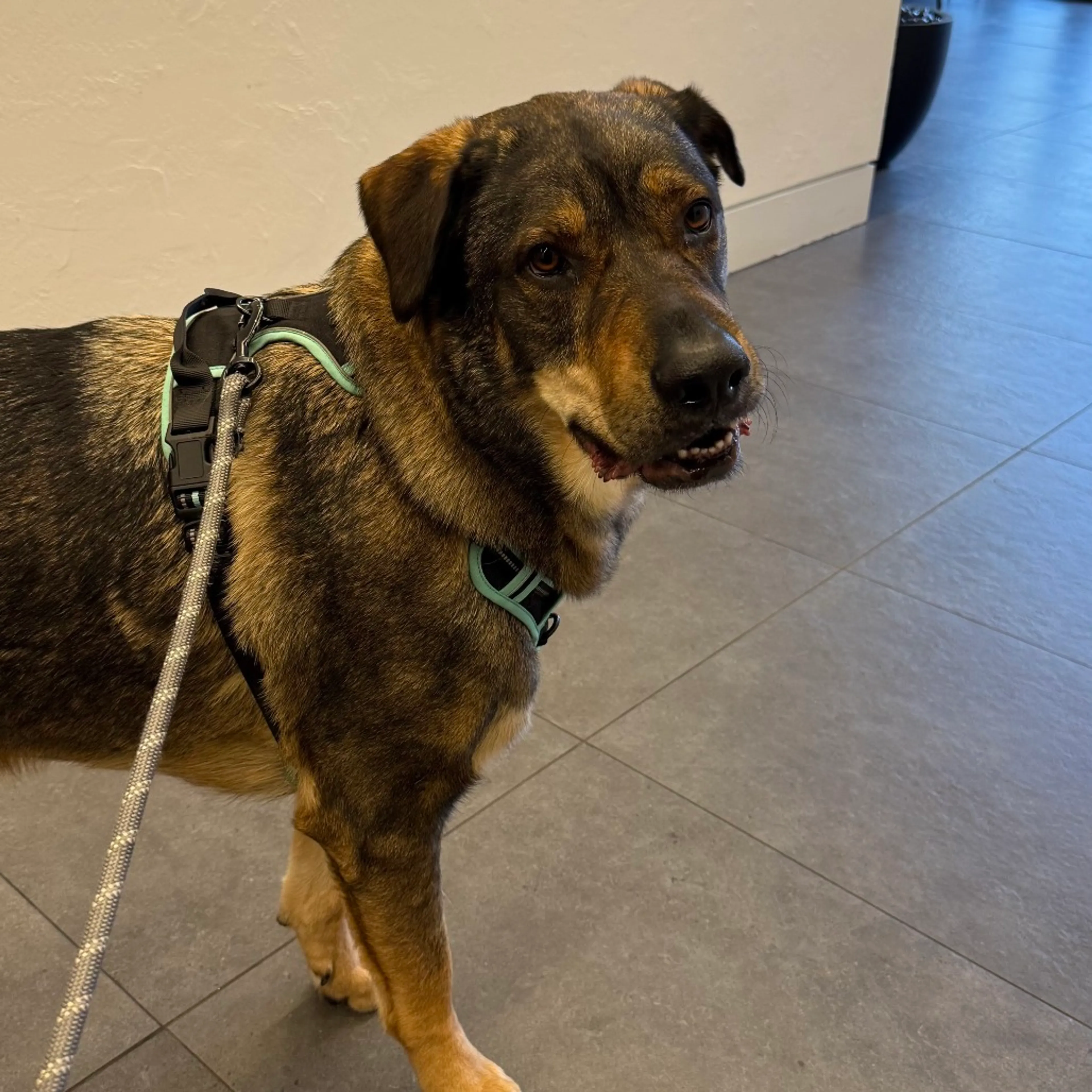 Found pet-7