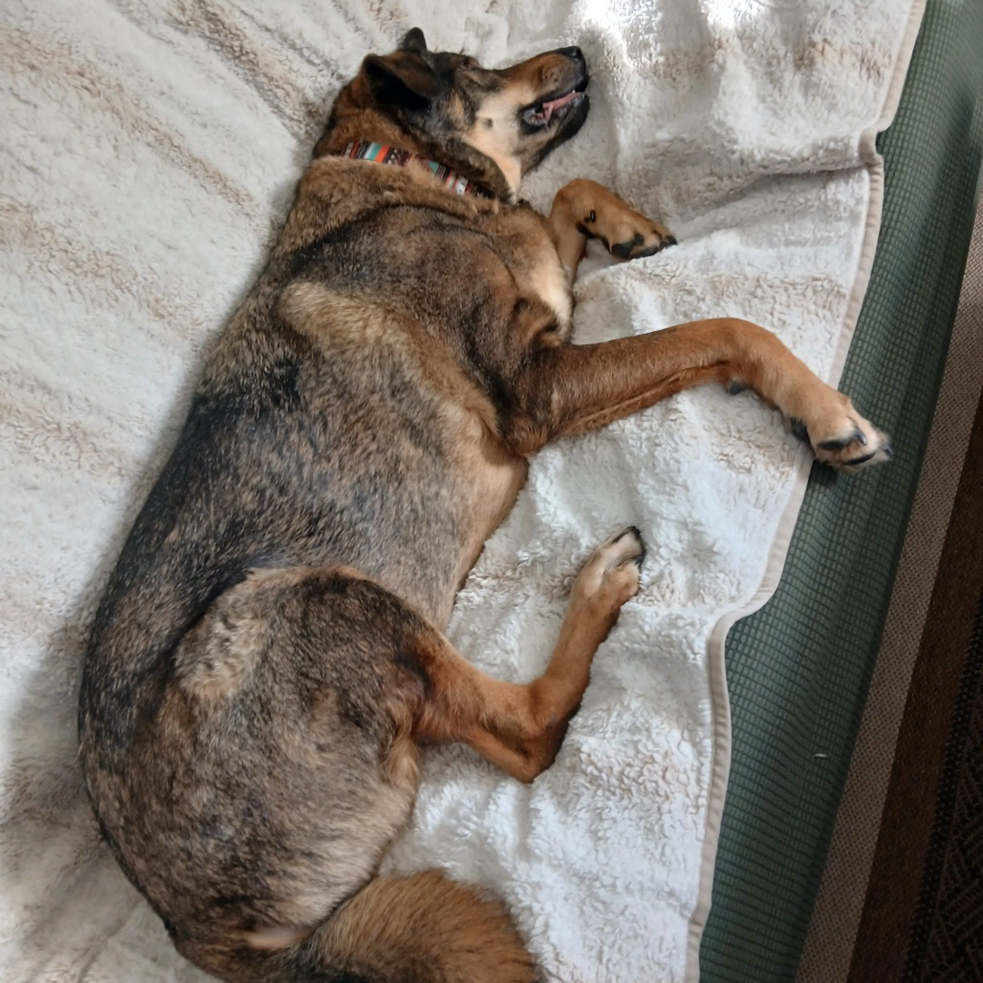Found pet-2