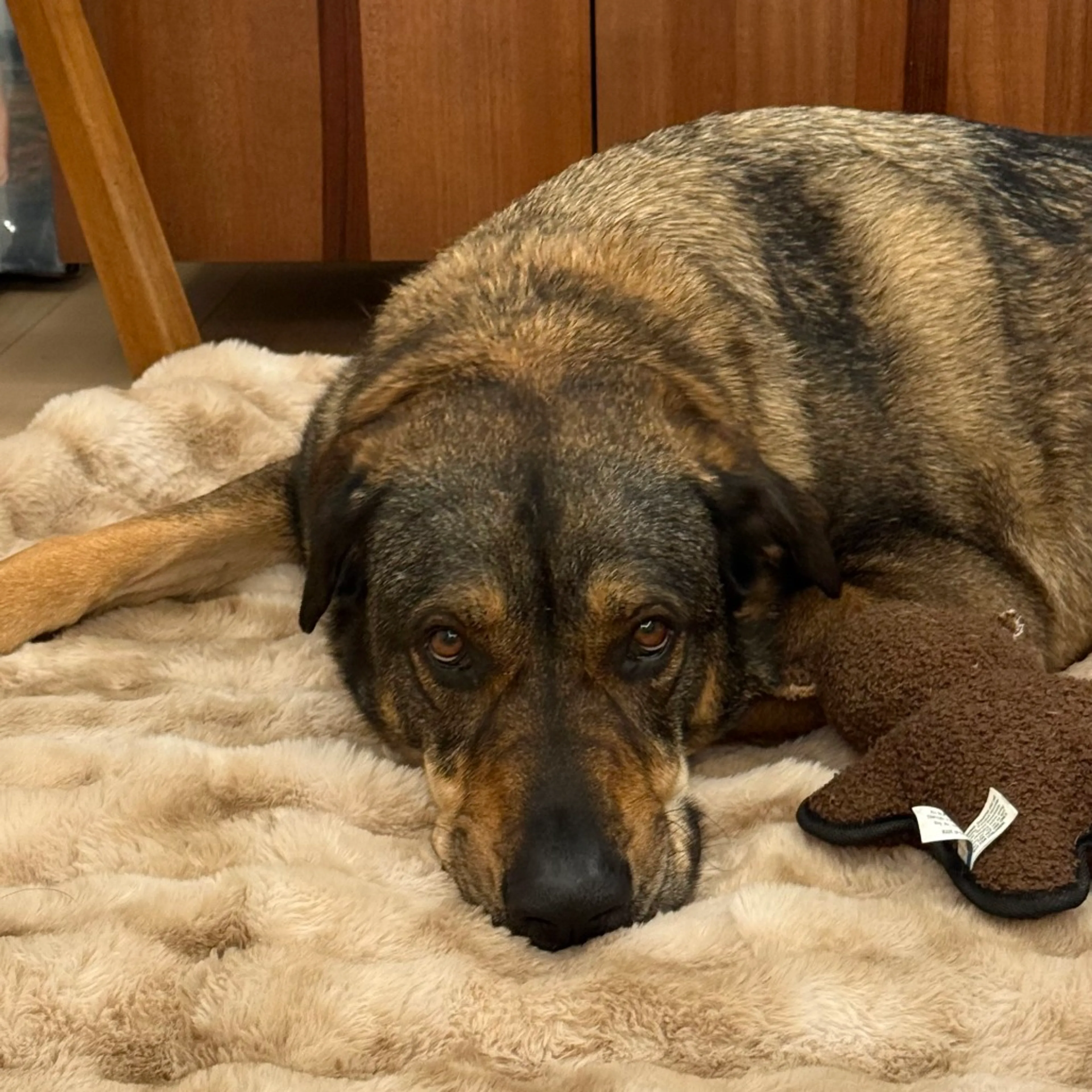 Found pet-8