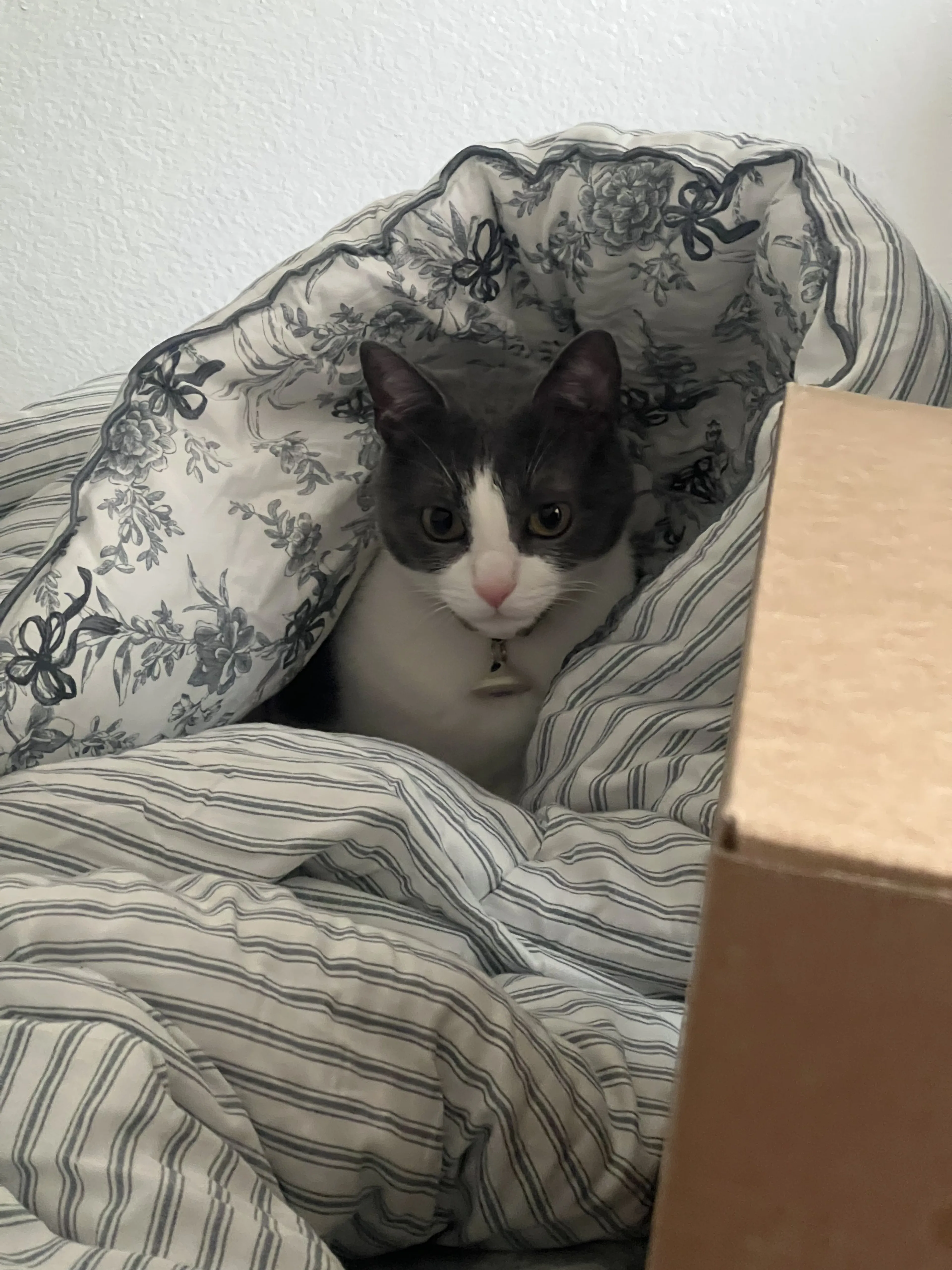 Lost pet-3