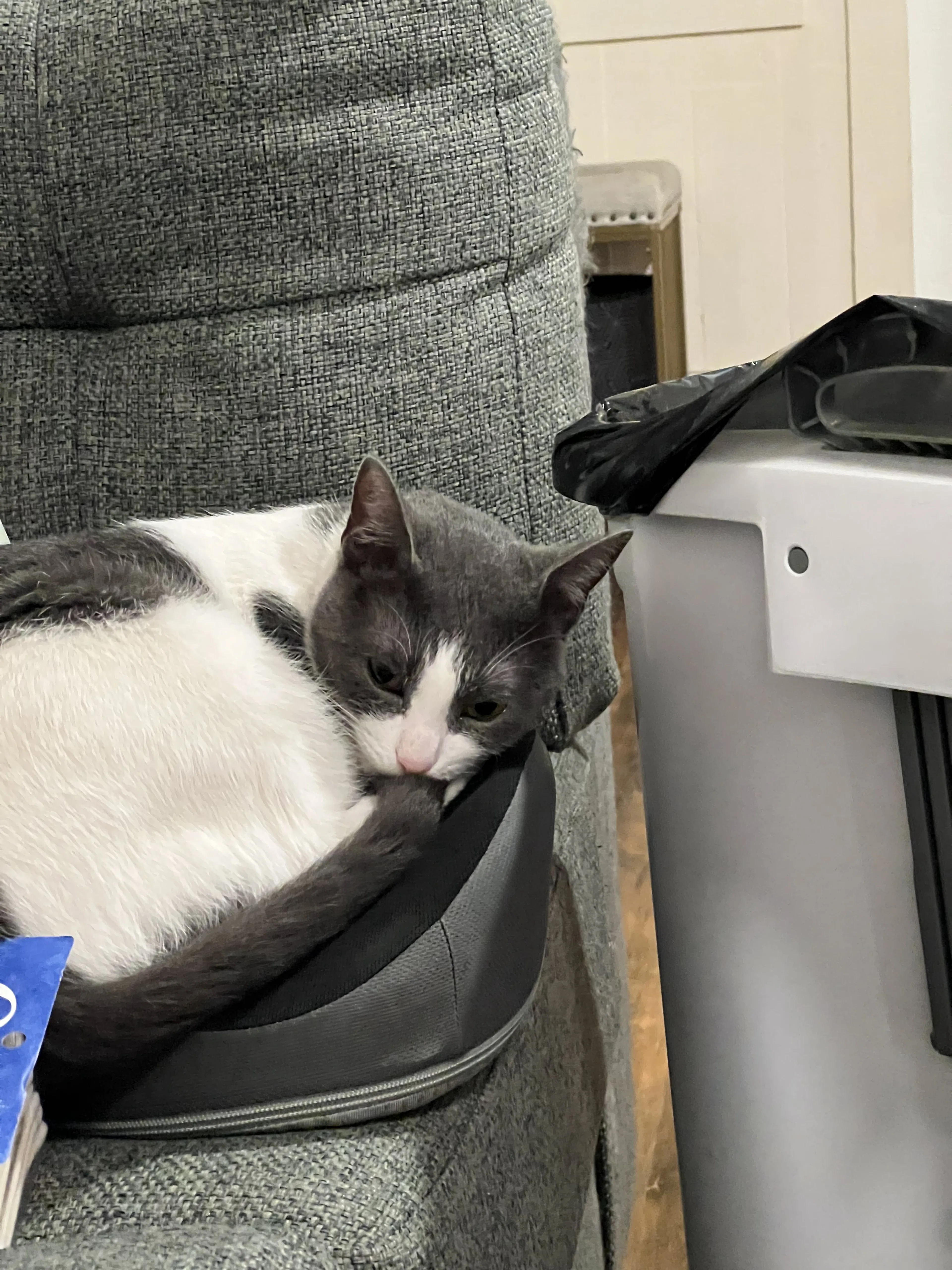 Lost pet-1