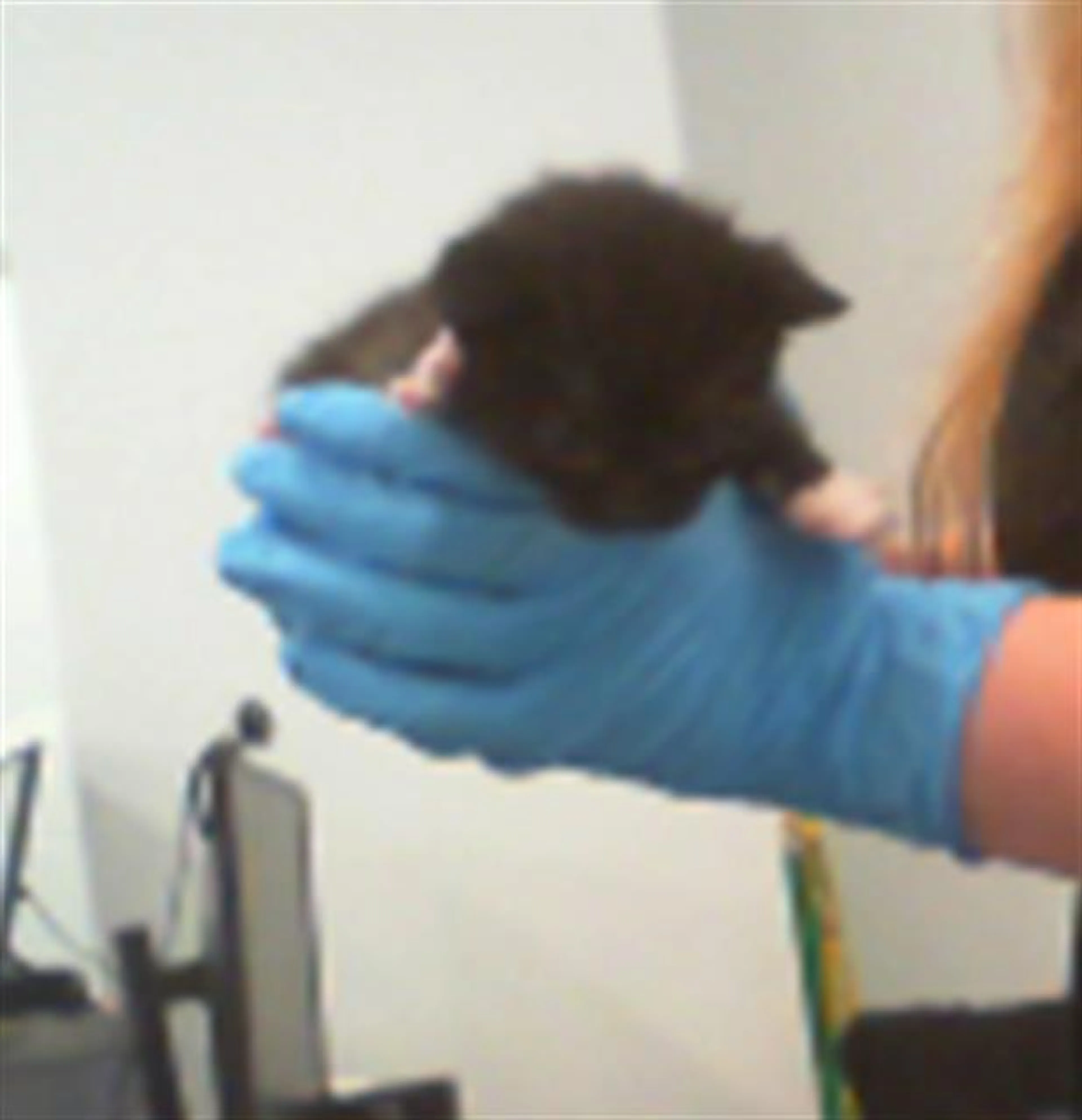 Found pet