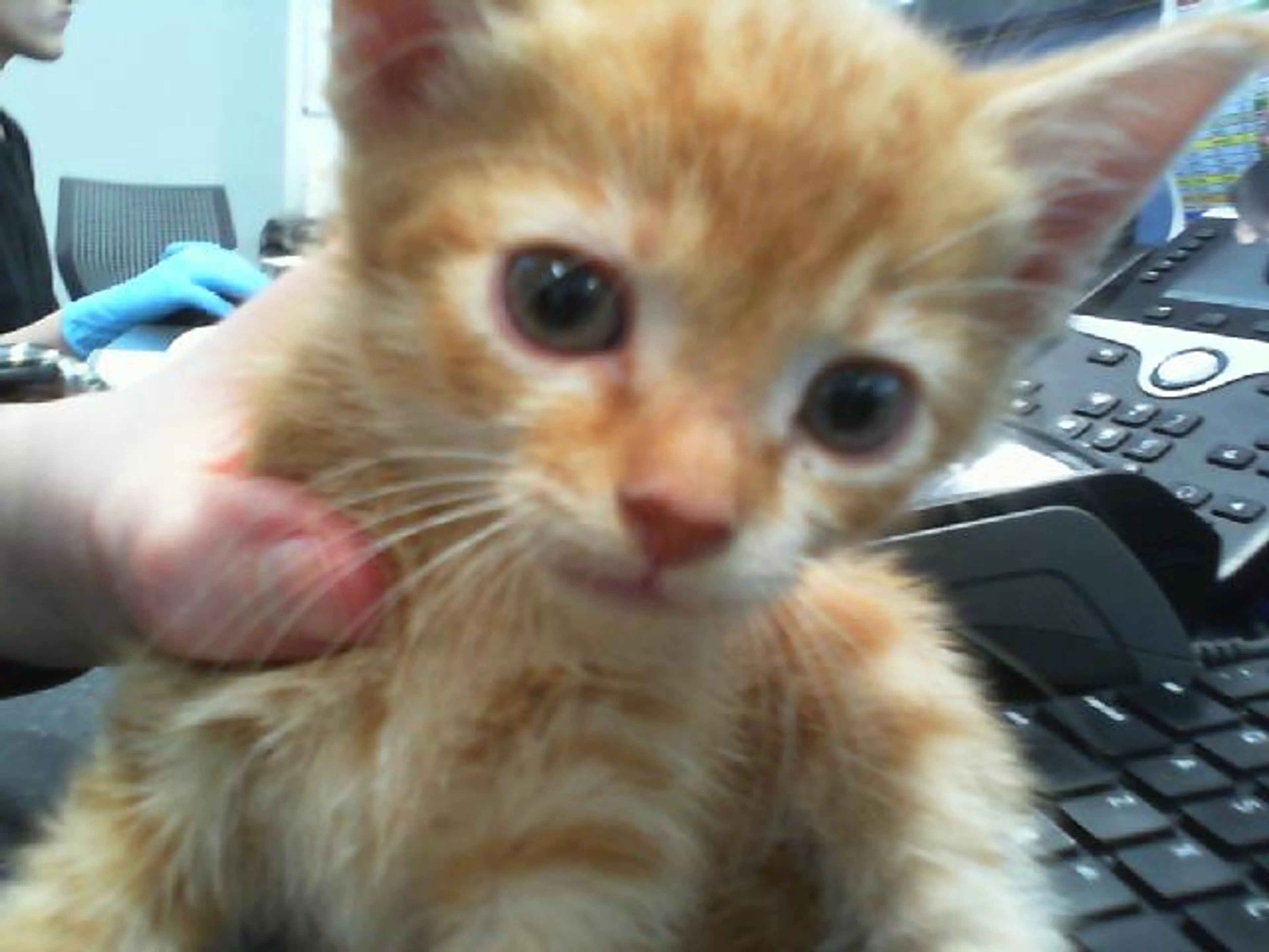 Found pet