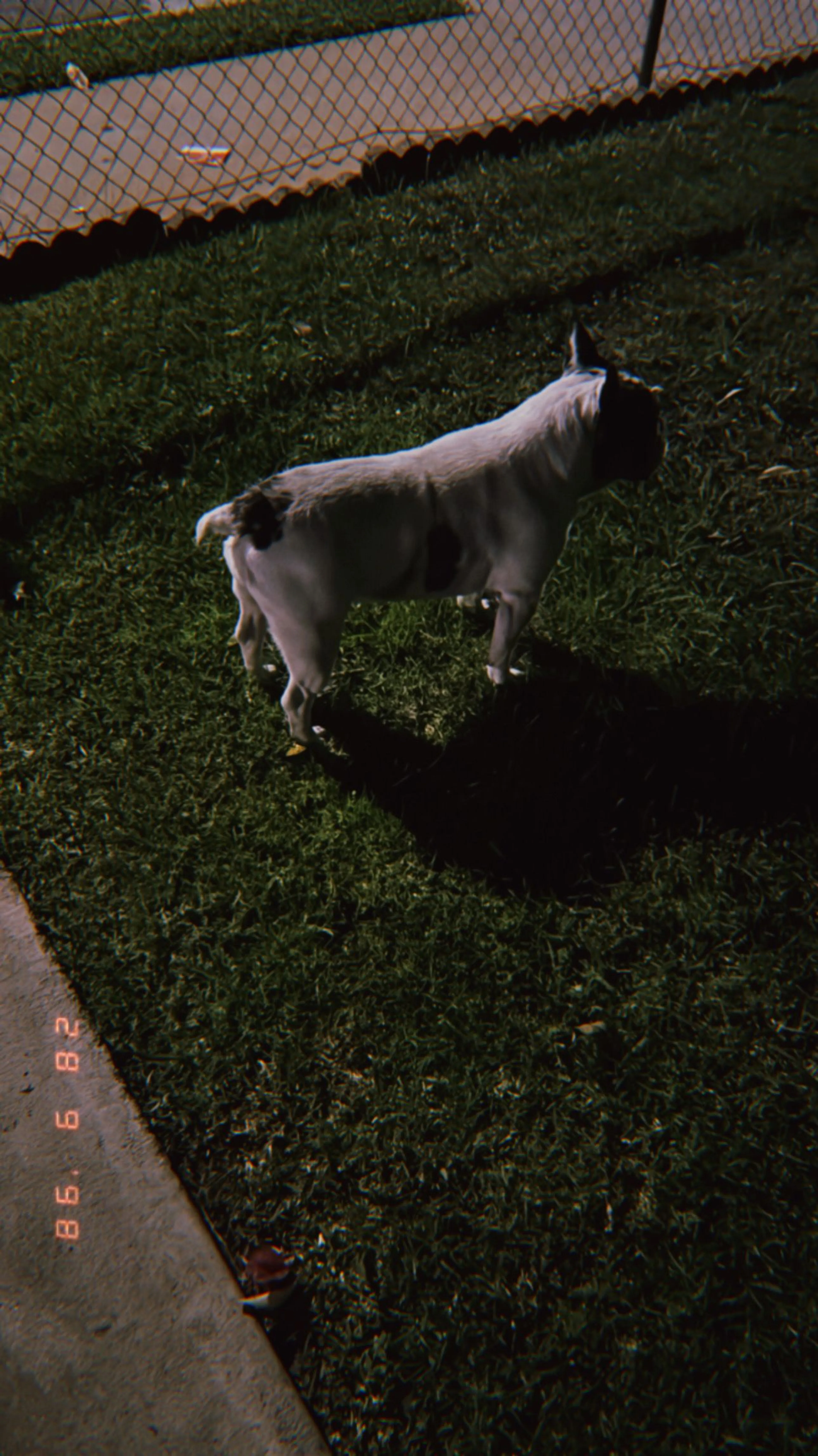 Lost pet-1
