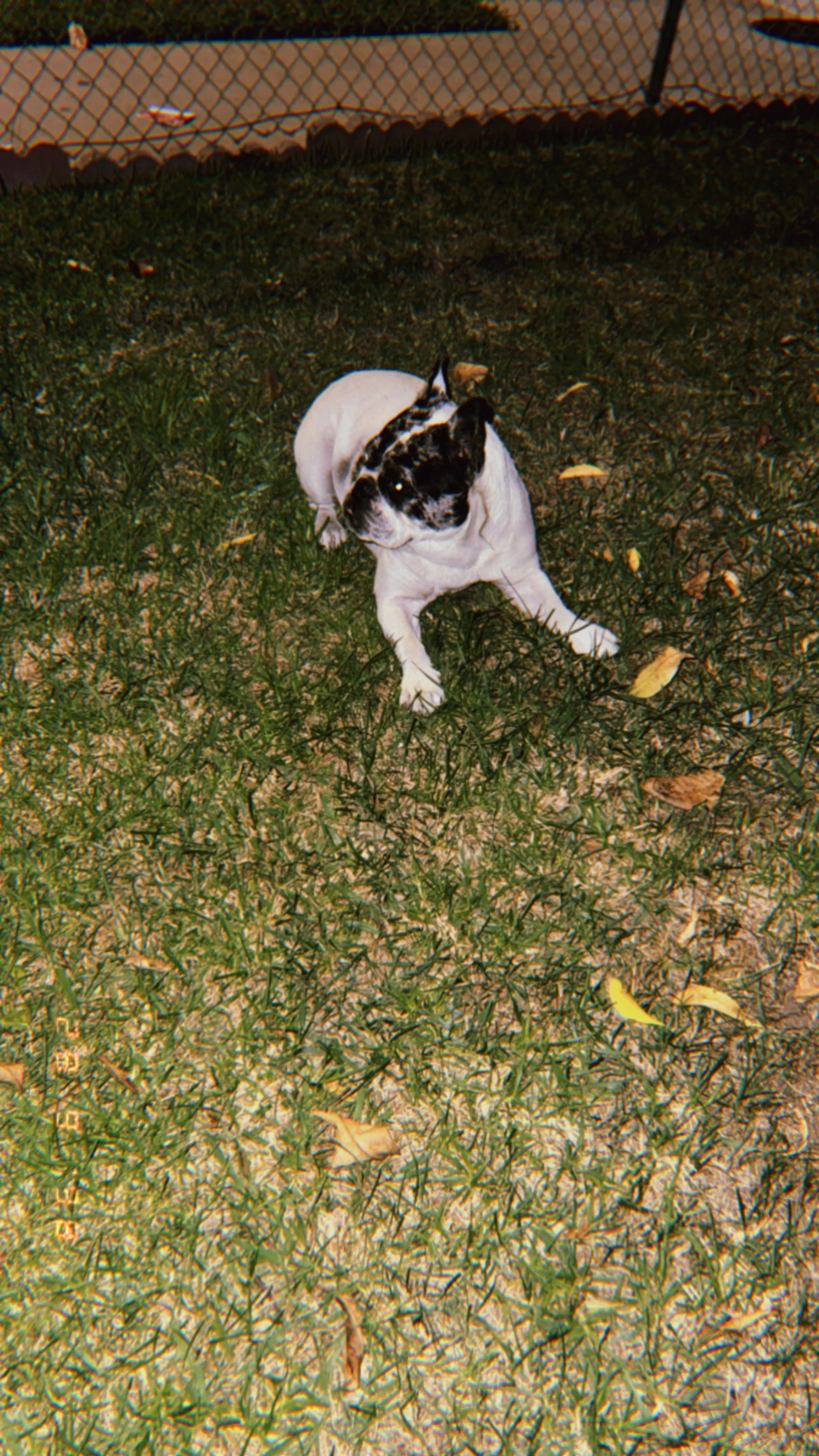 Lost pet-0