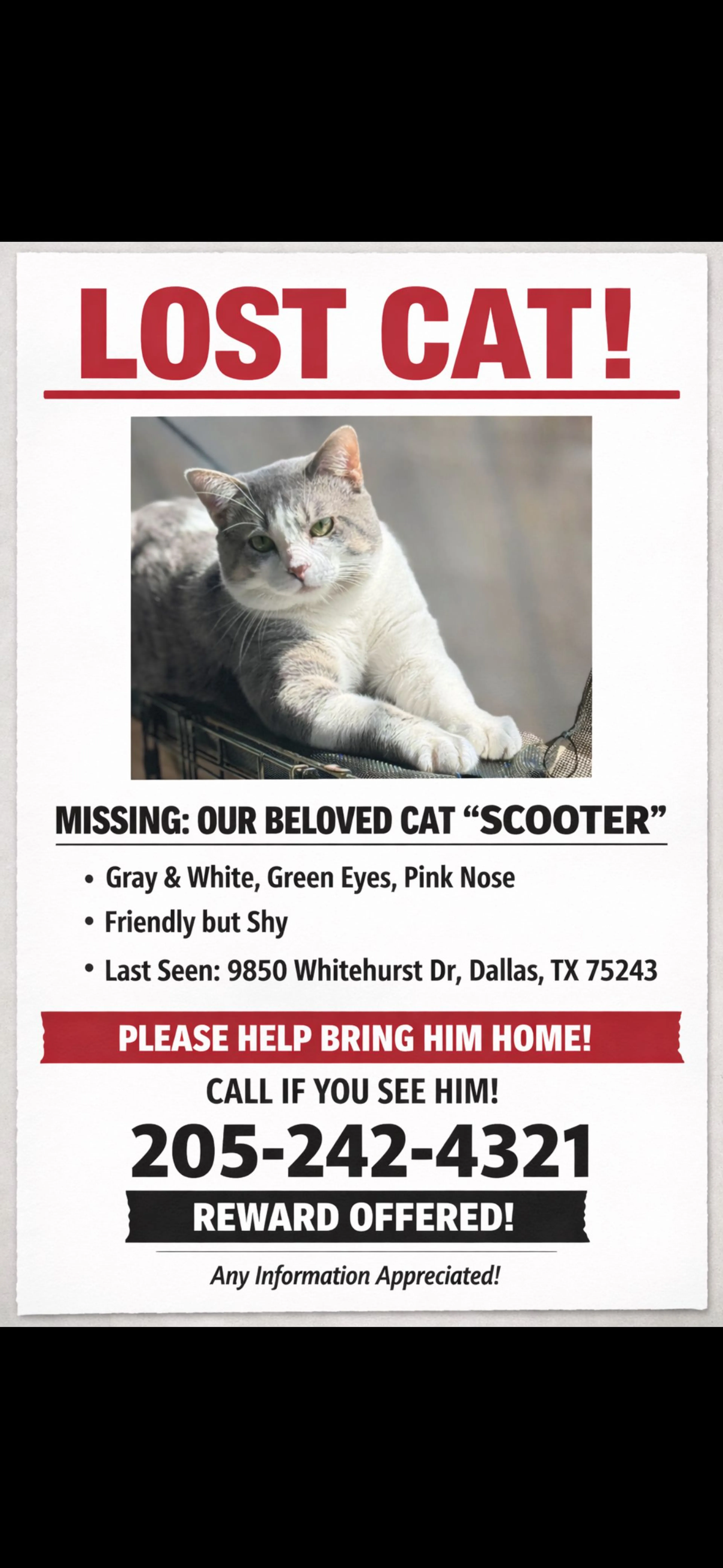 Lost pet