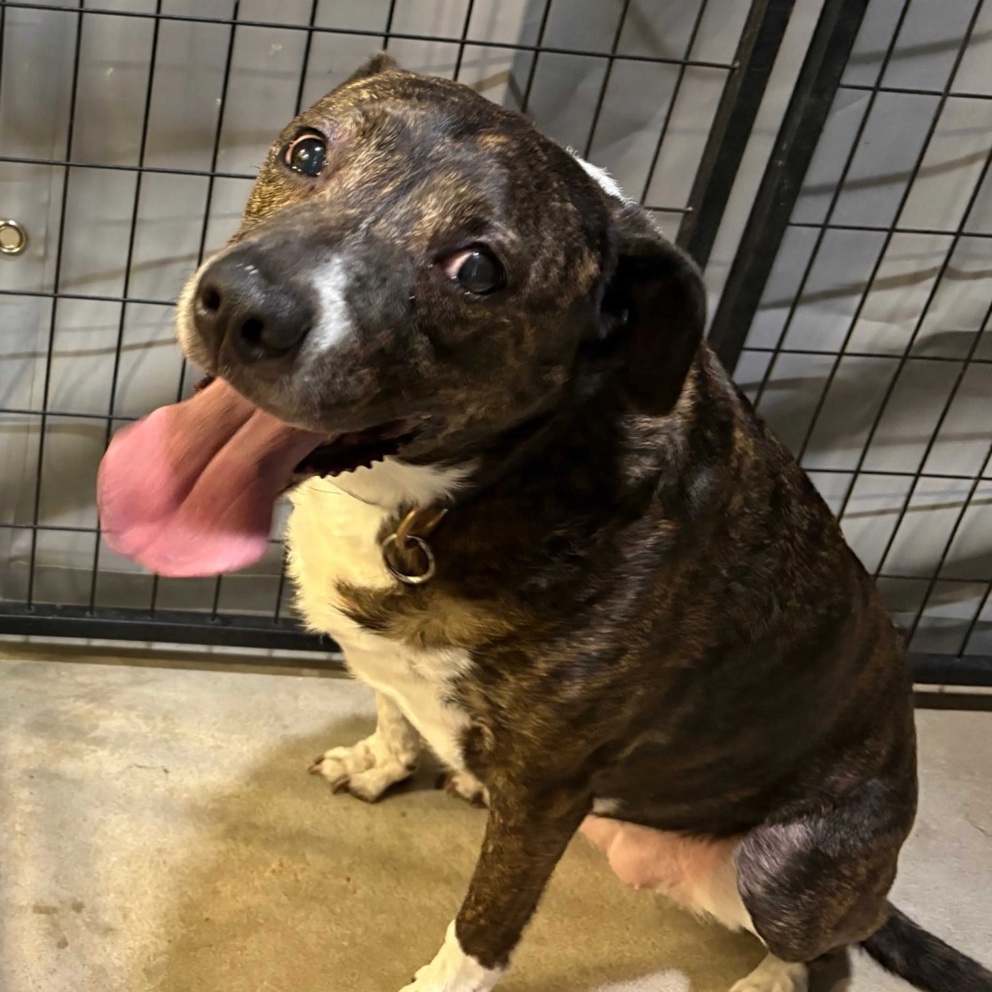 Found pet-1