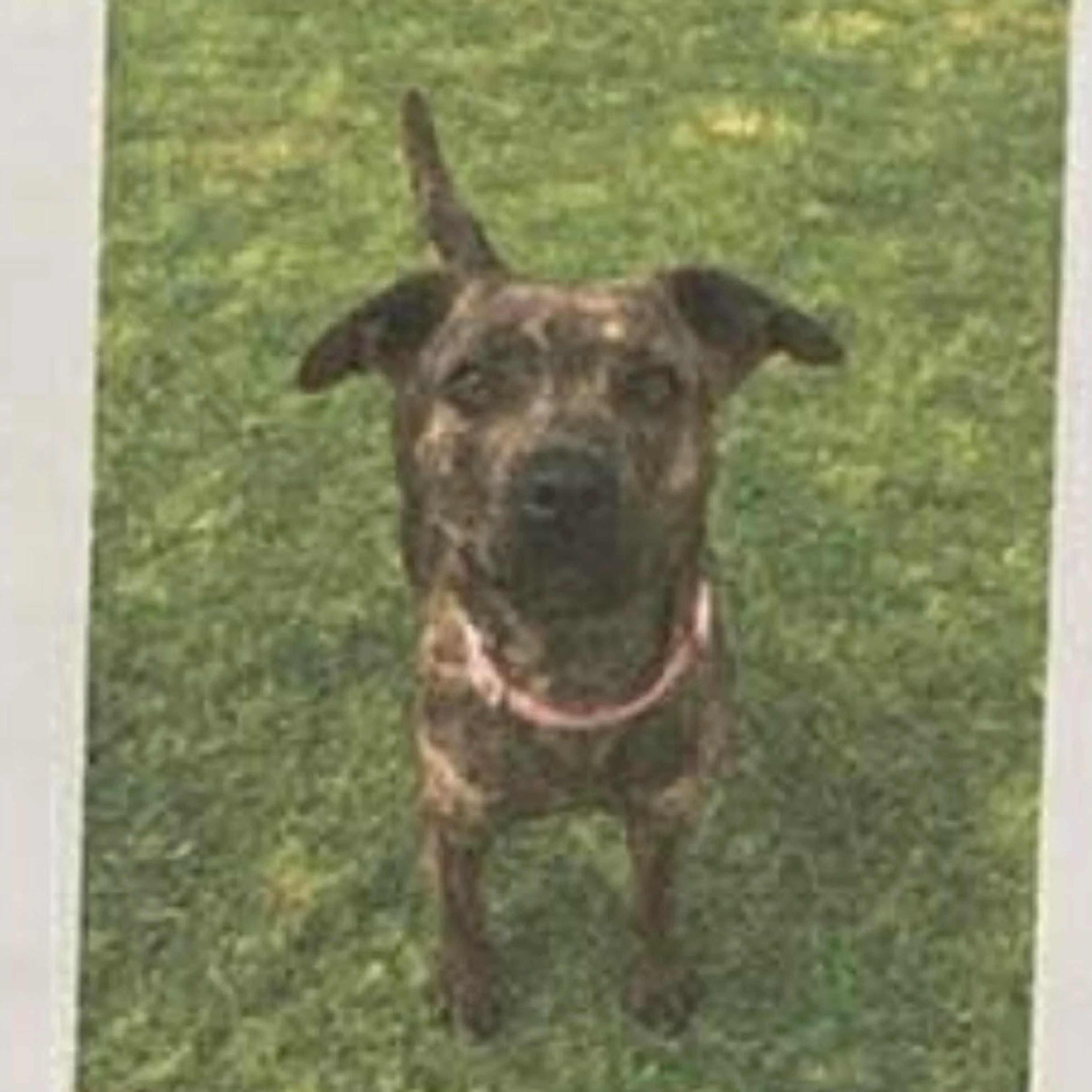 Found pet-1