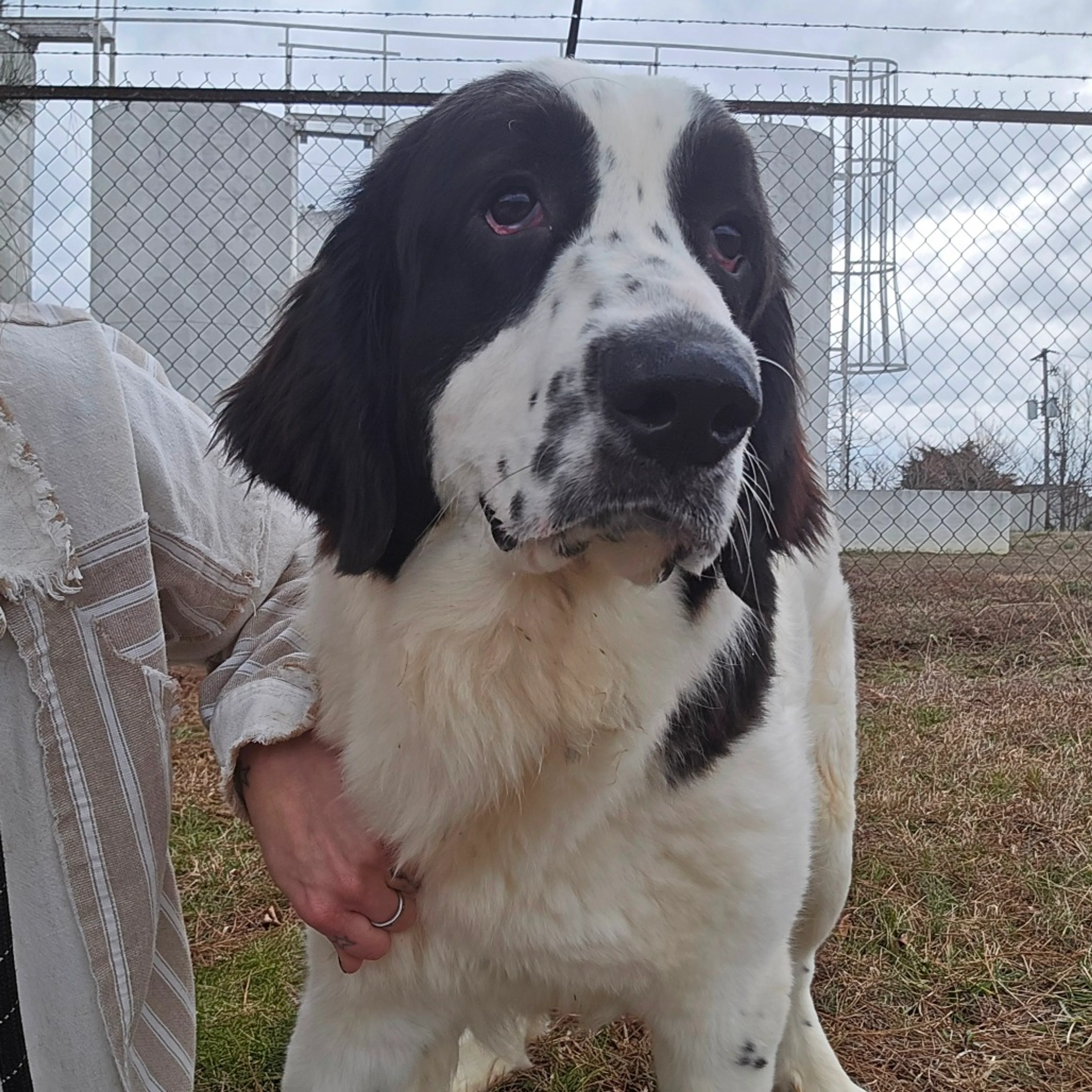 Found pet-2