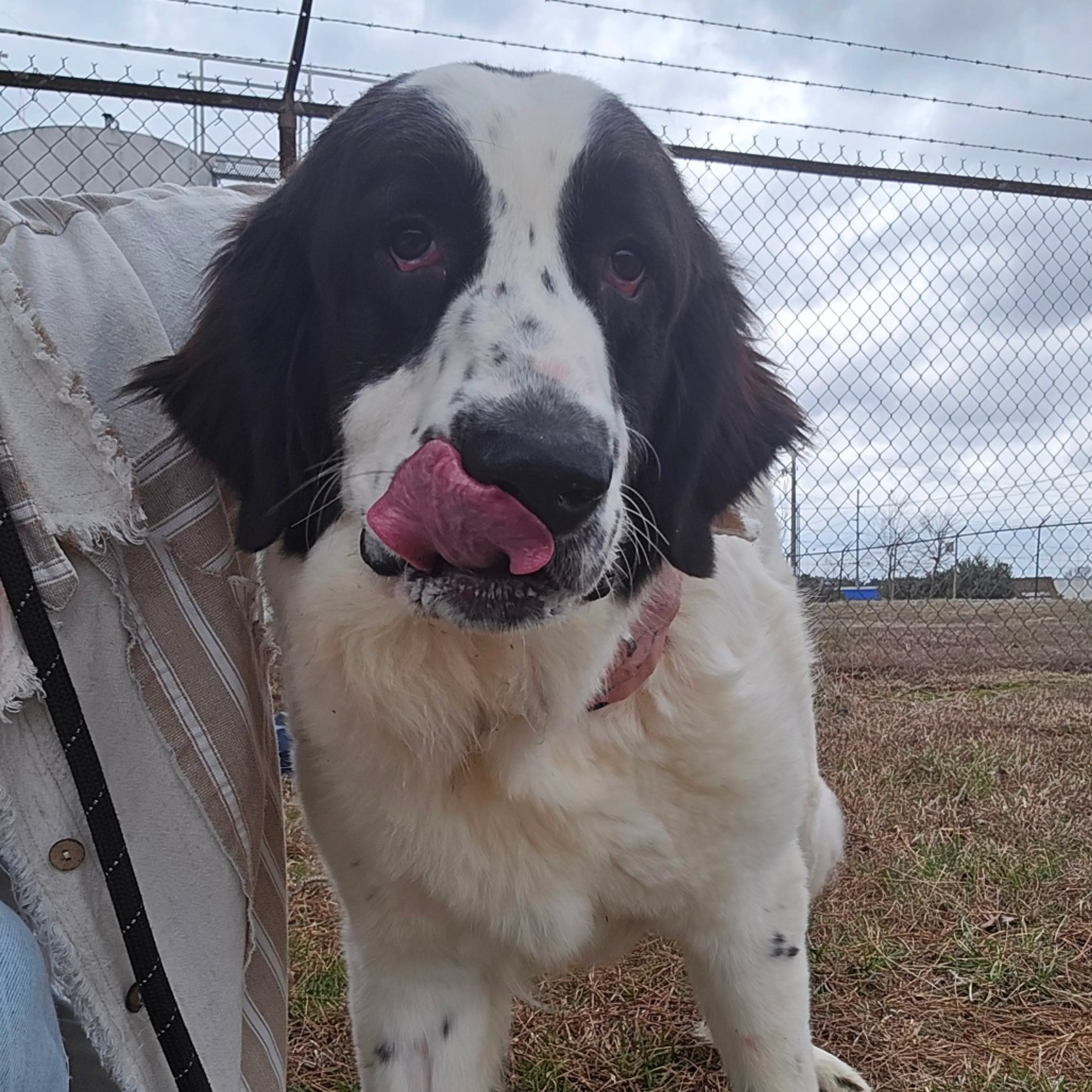 Found pet-5