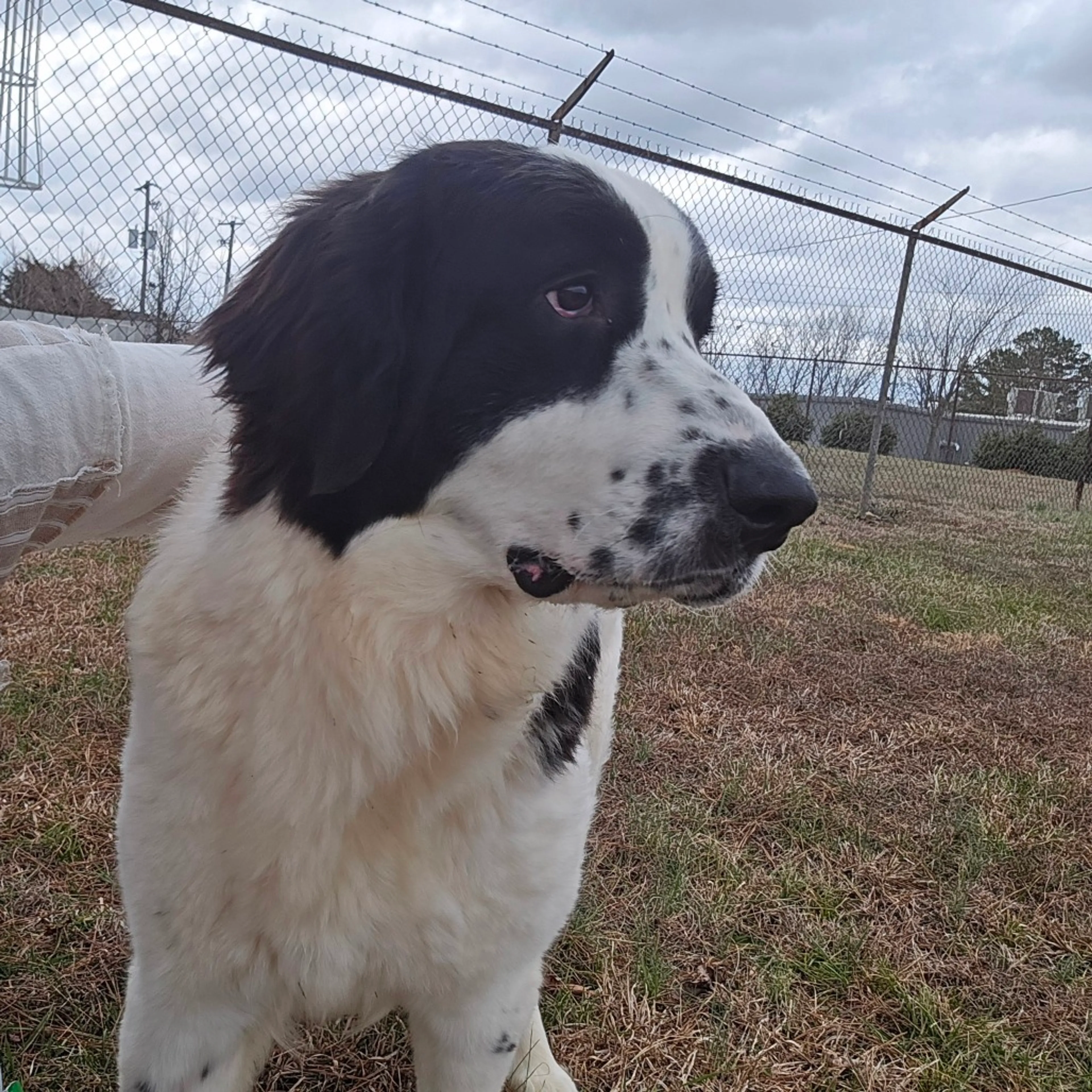 Found pet-6