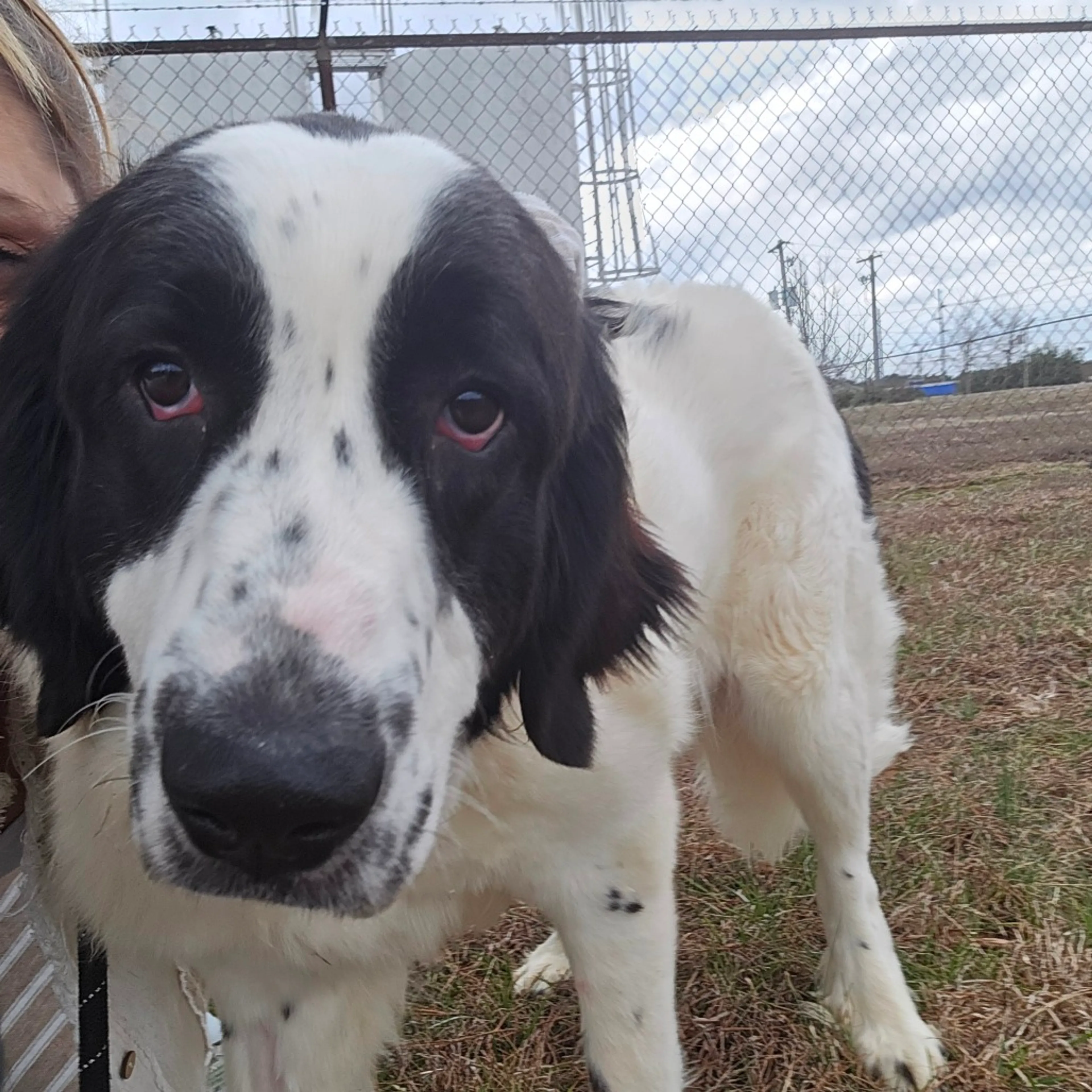 Found pet-4