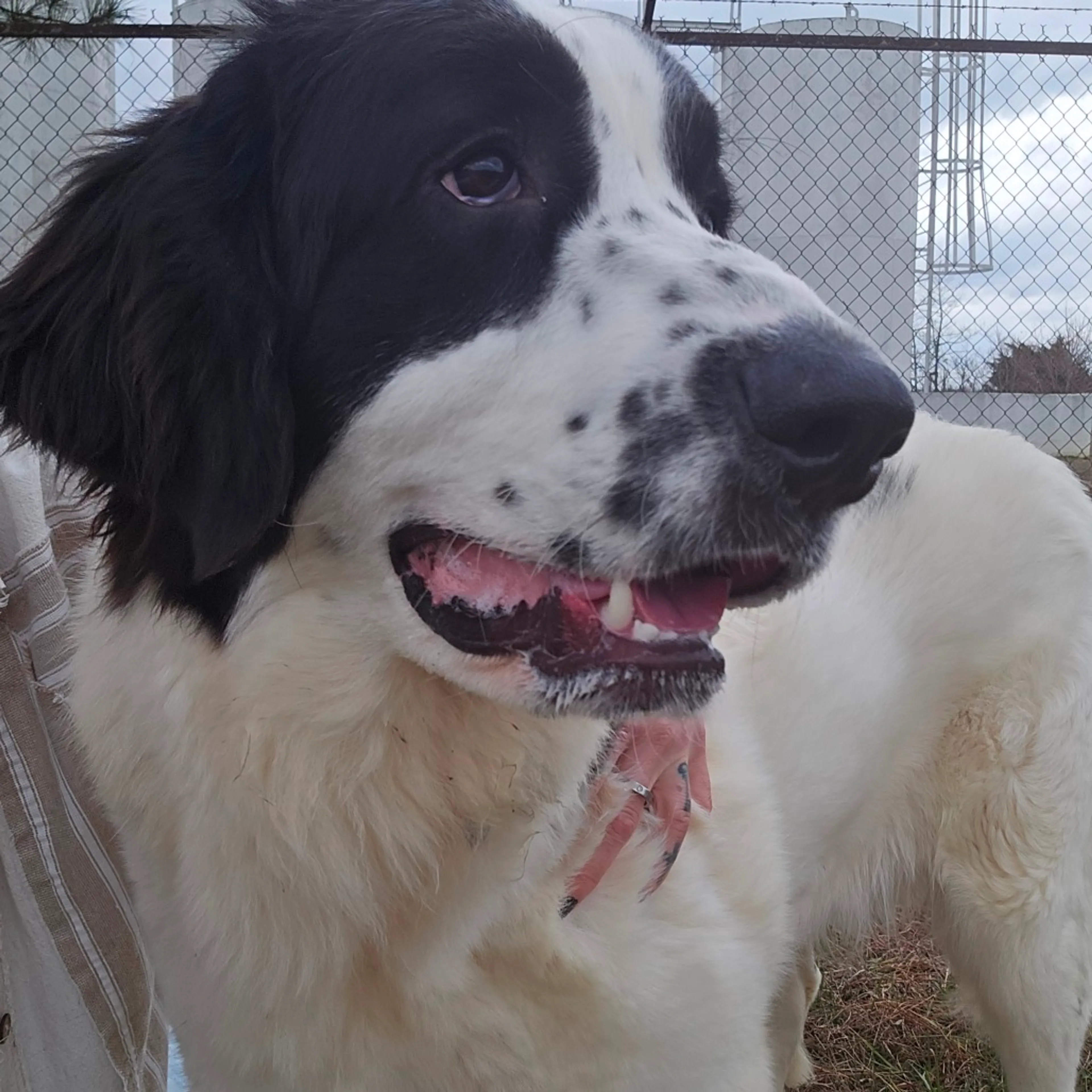 Found pet-3