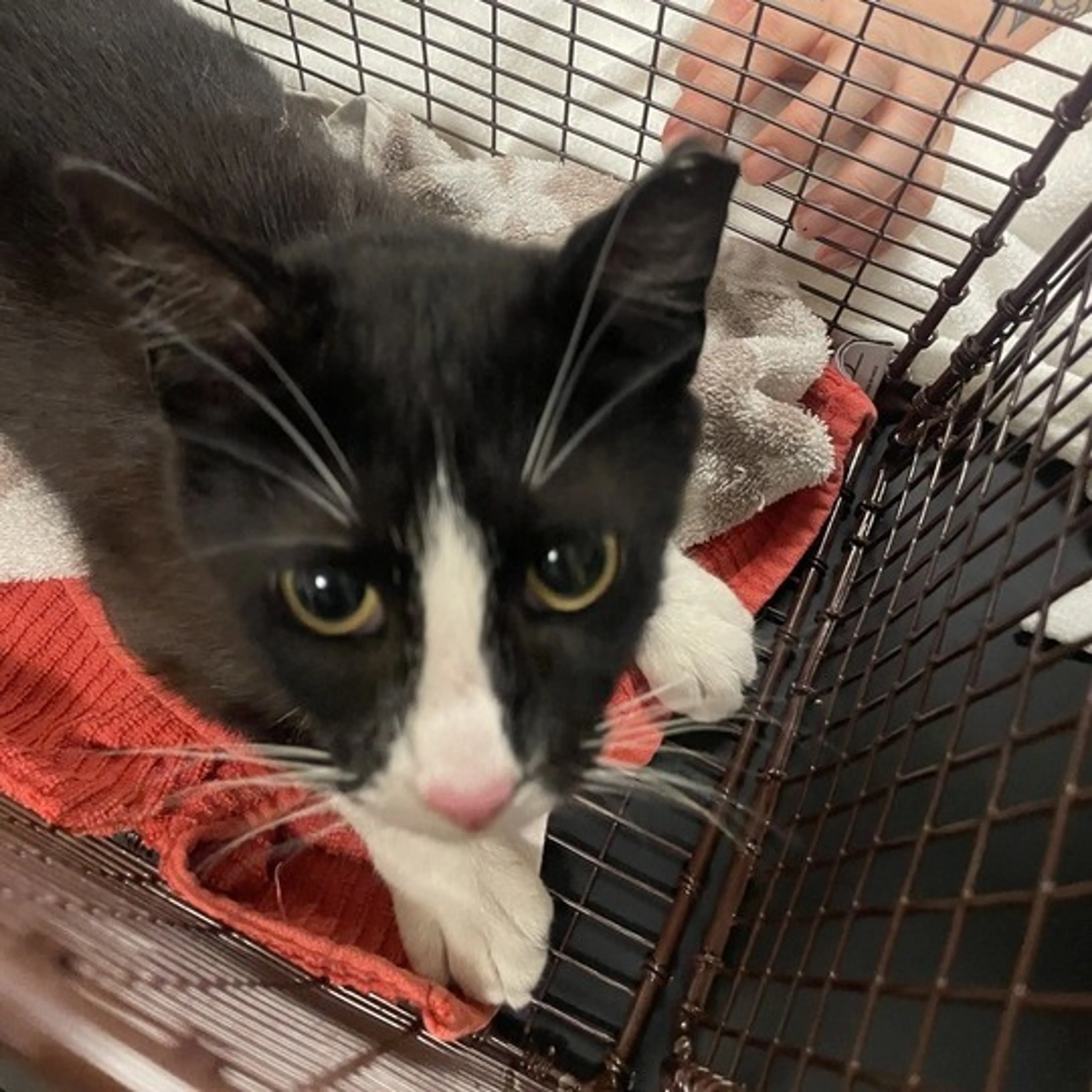 Found pet