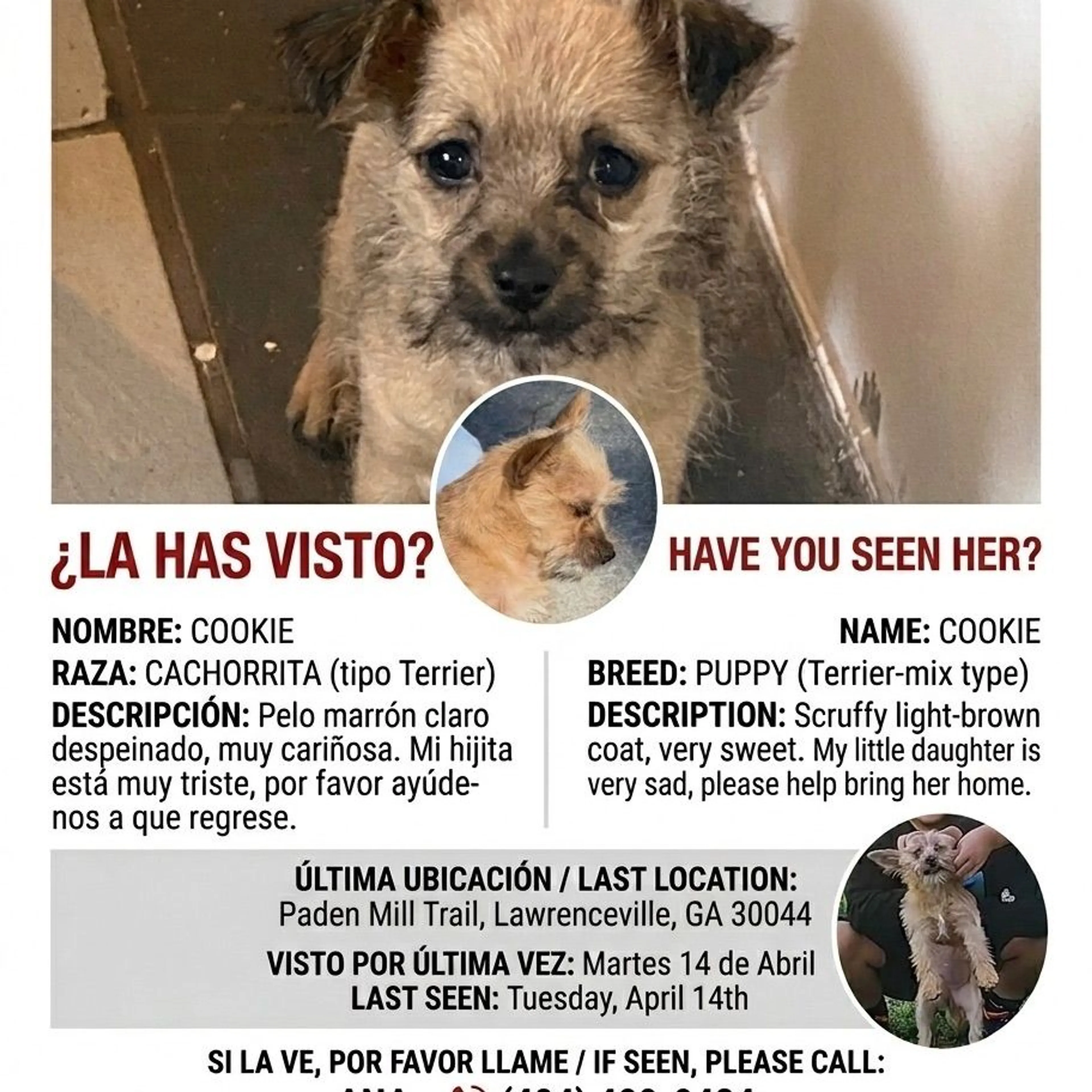 Lost pet